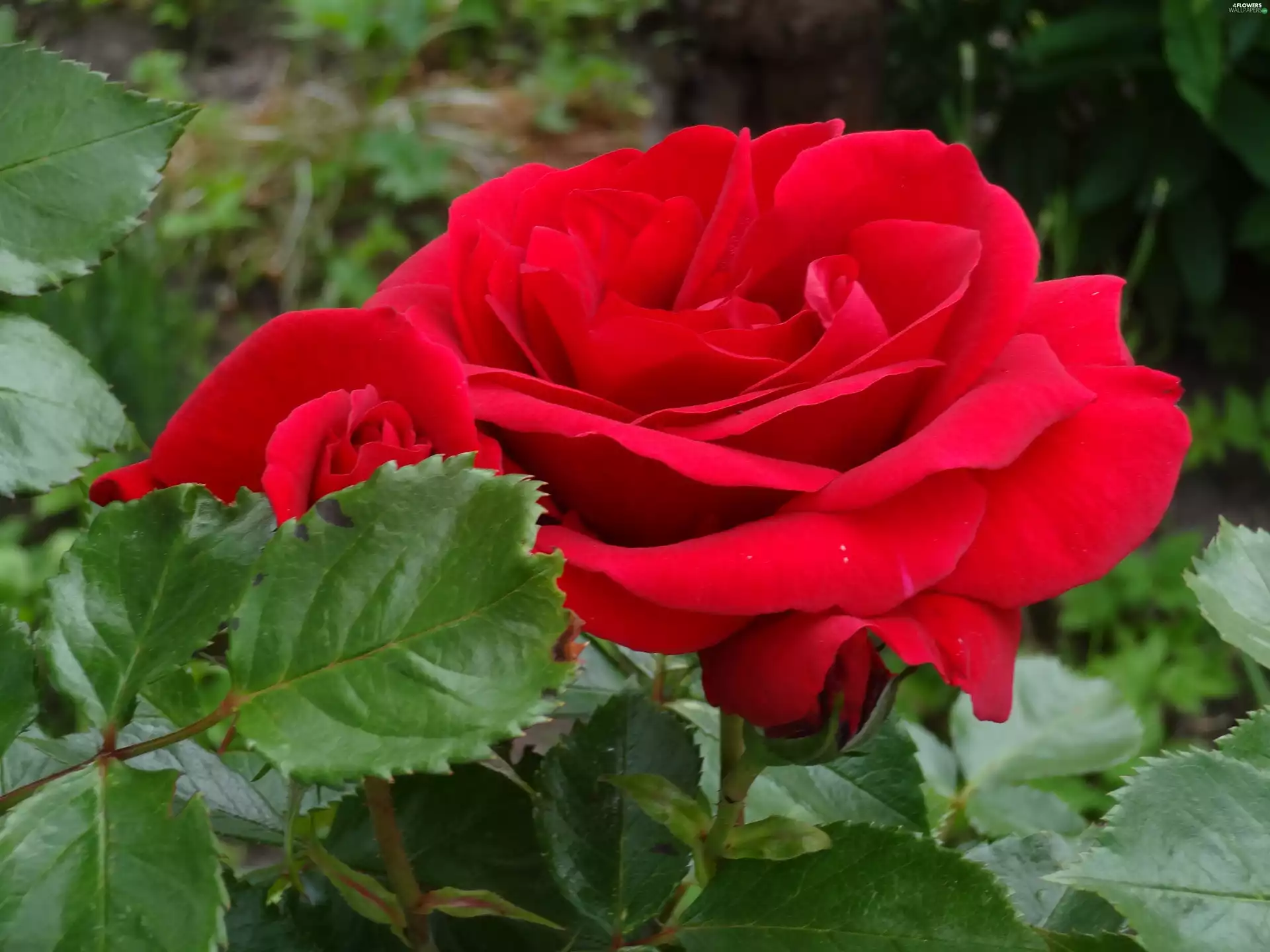Colourfull Flowers, rose