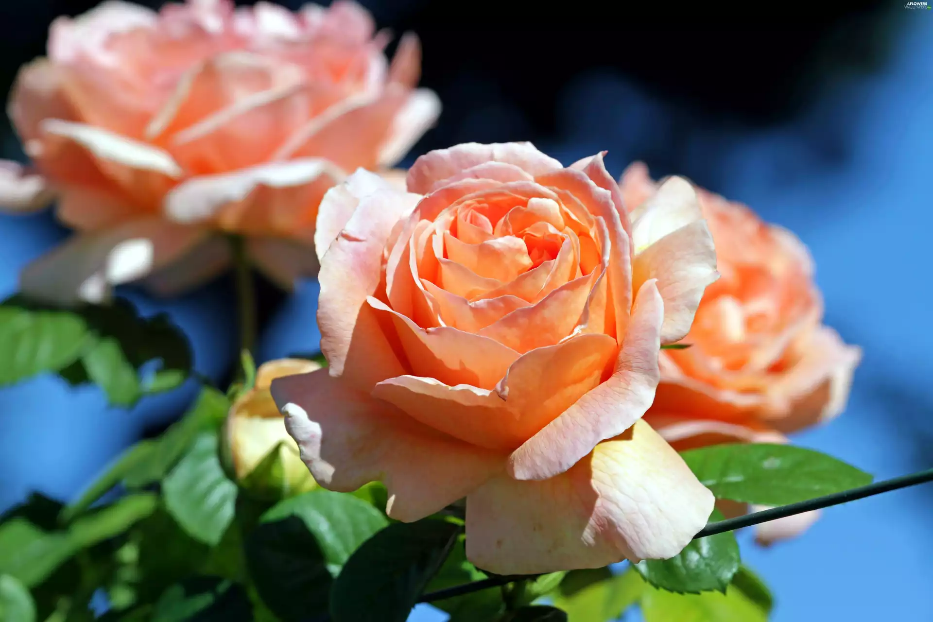 Colourfull Flowers, rose