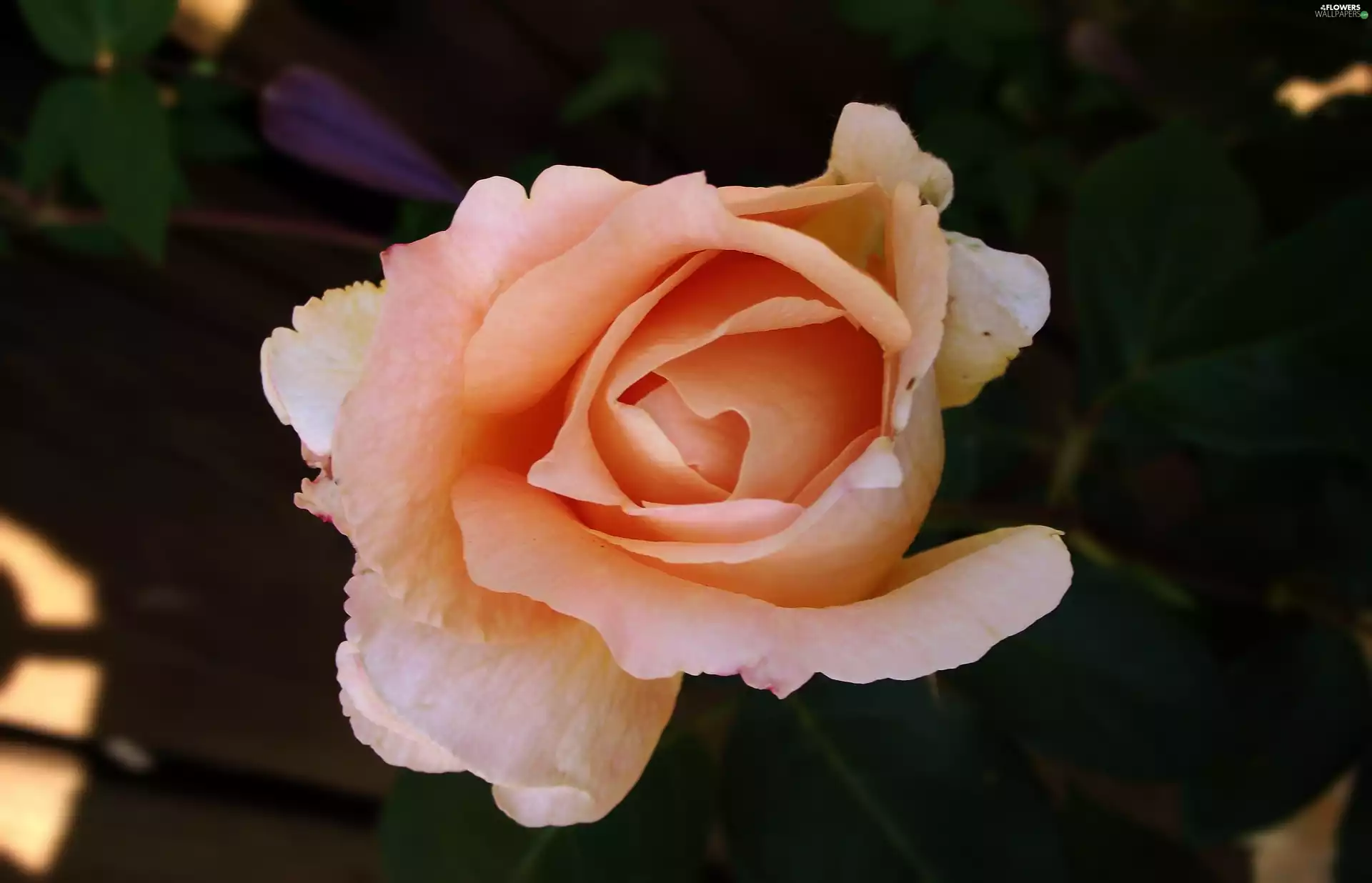 Colourfull Flowers, rose