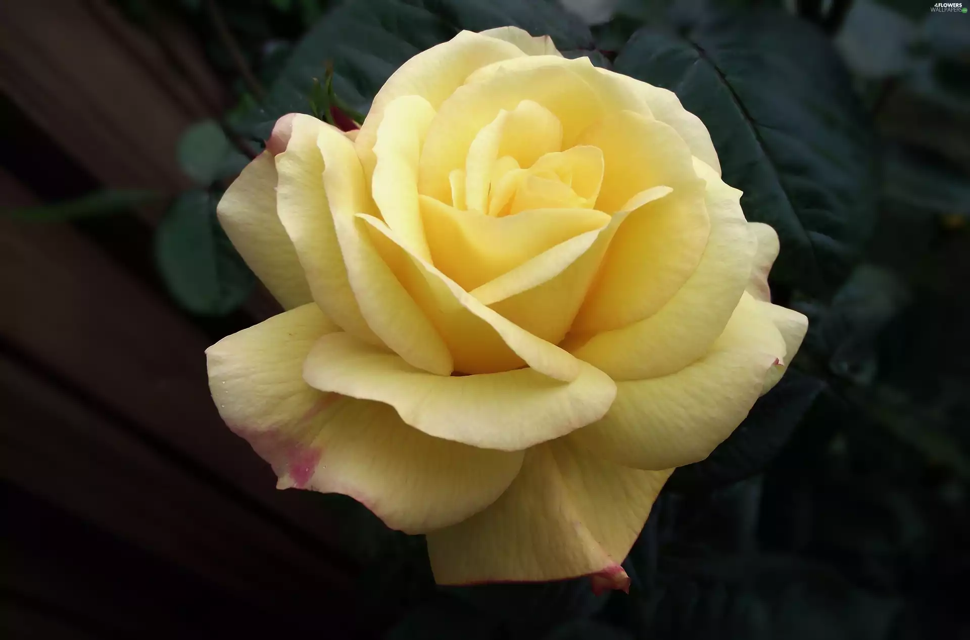 Colourfull Flowers, rose