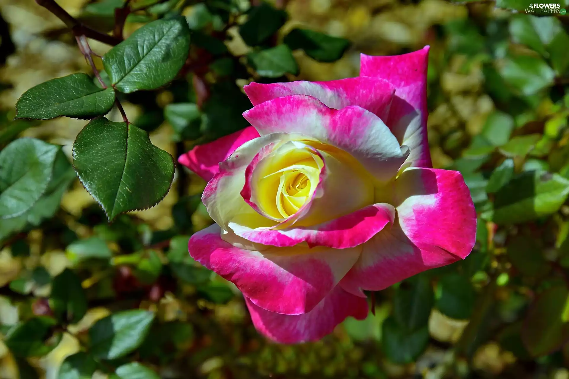 Colourfull Flowers, rose