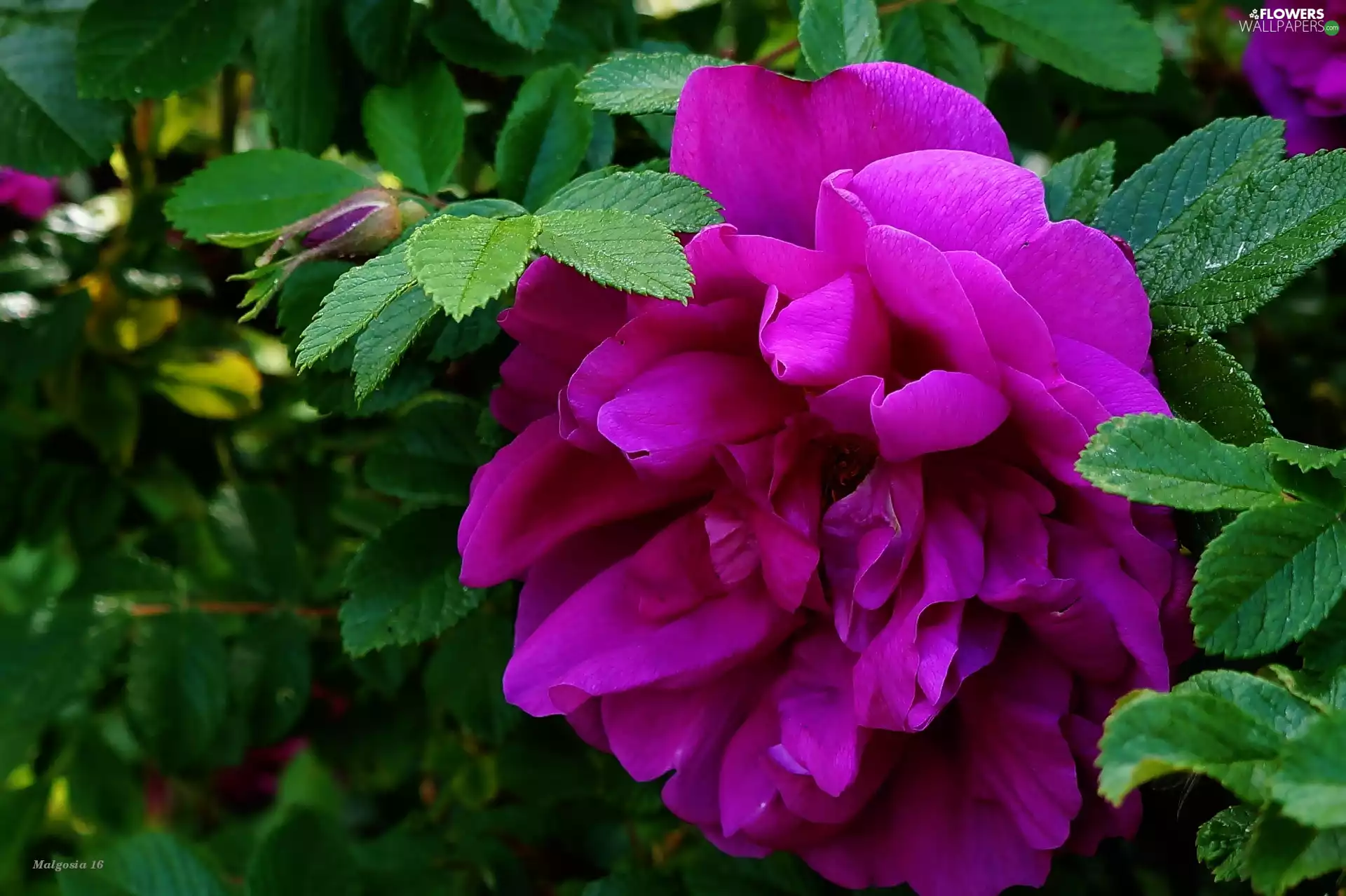 Colourfull Flowers, rose