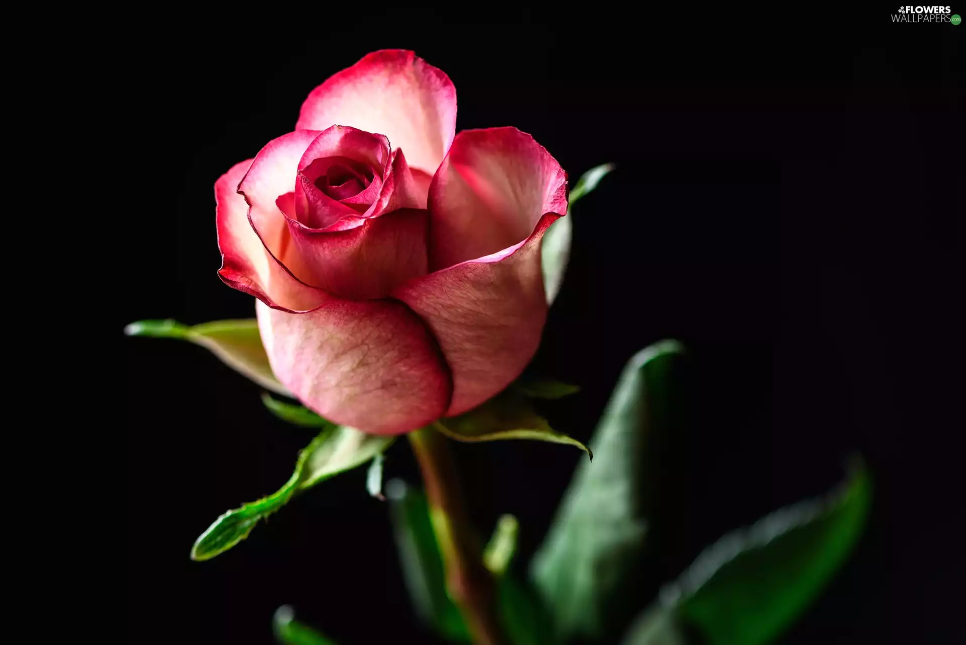 Colourfull Flowers, rose