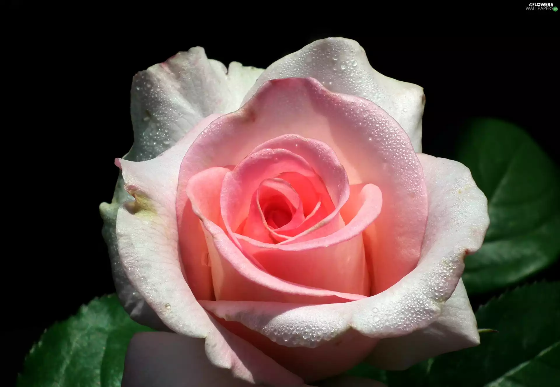 rose, nature, Colourfull Flowers