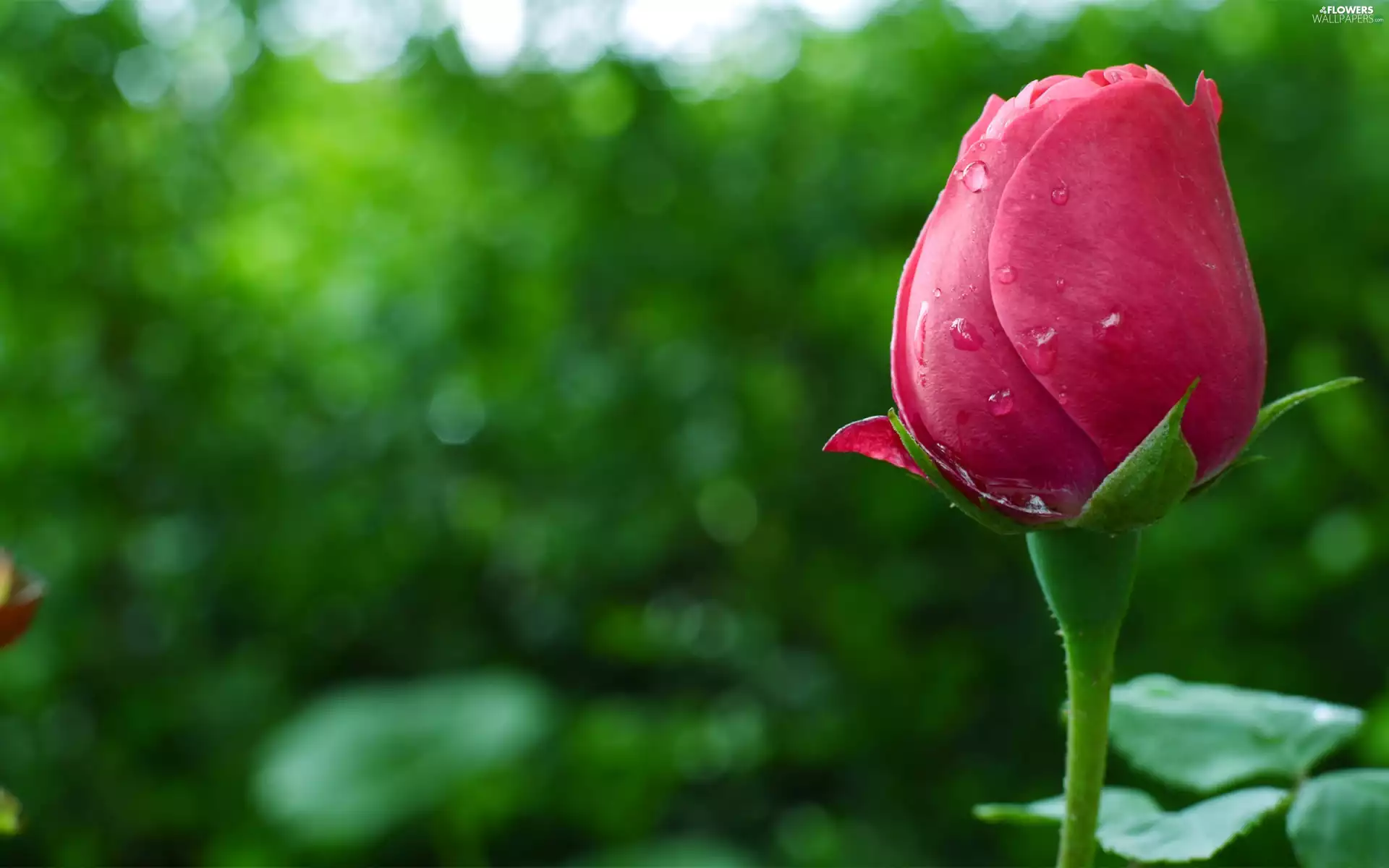 rose, plant, Colourfull Flowers