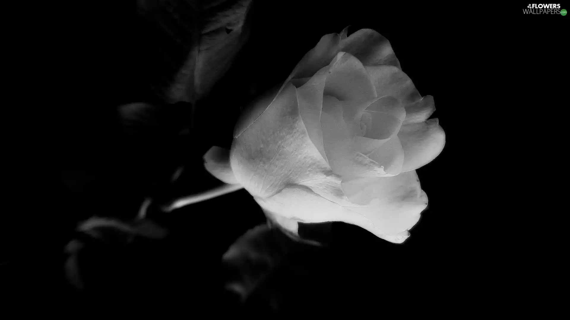 Black and White, Colourfull Flowers, rose