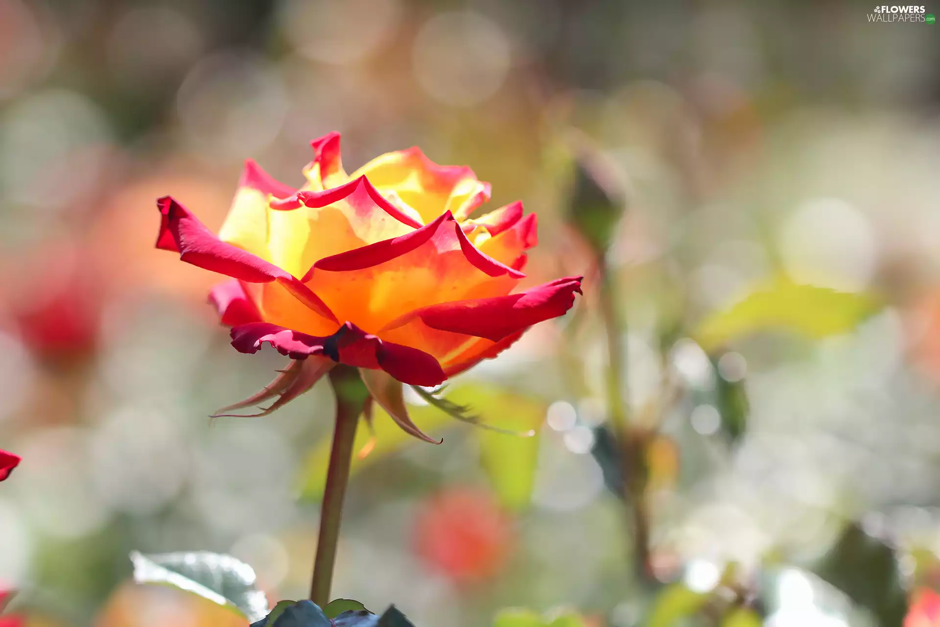 rose, Yellow Honda, Colourfull Flowers, red