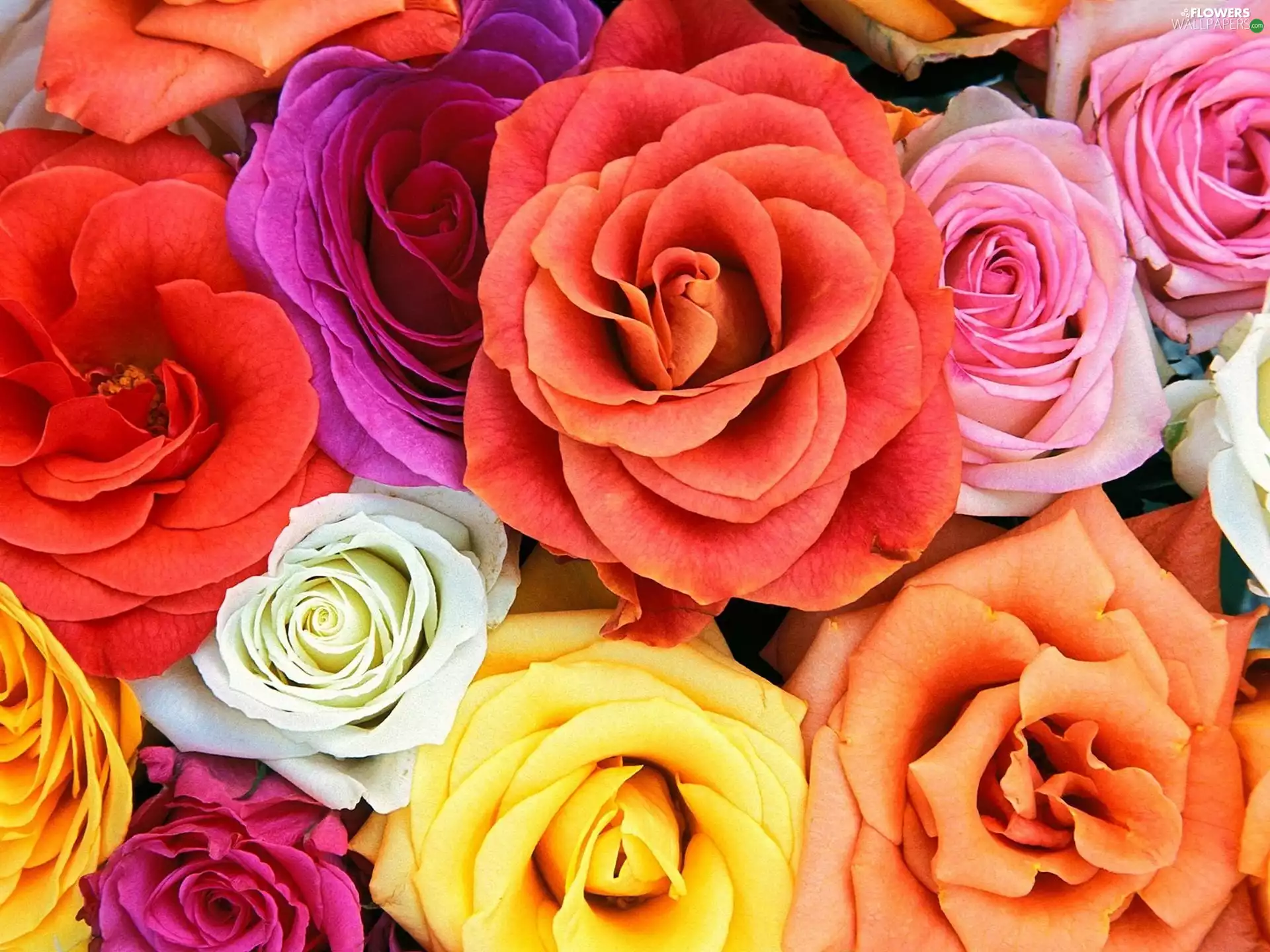 Colourfull roses