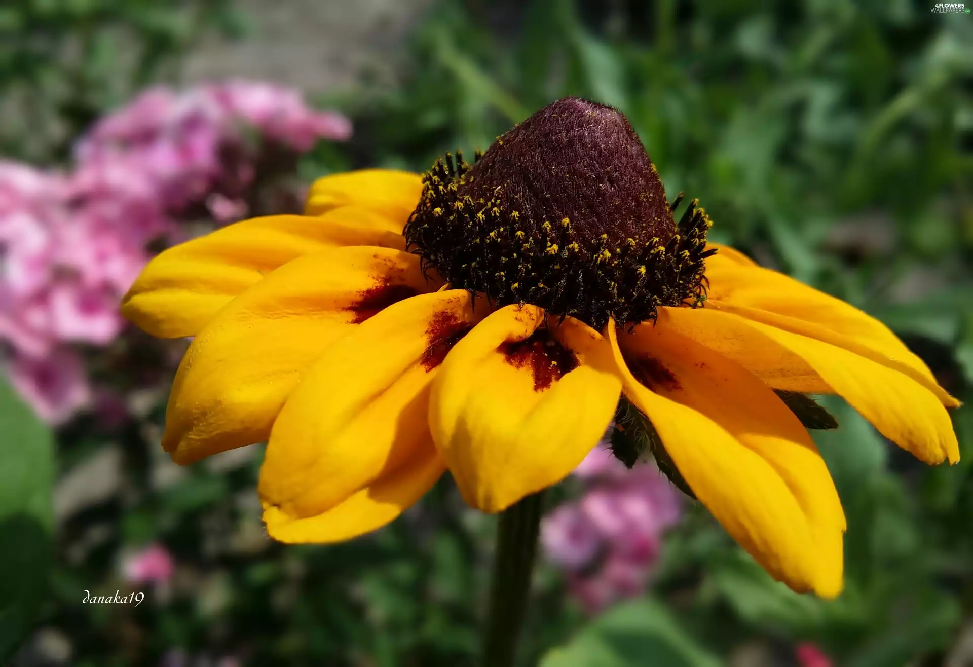 Colourfull Flowers, Rudbeckia