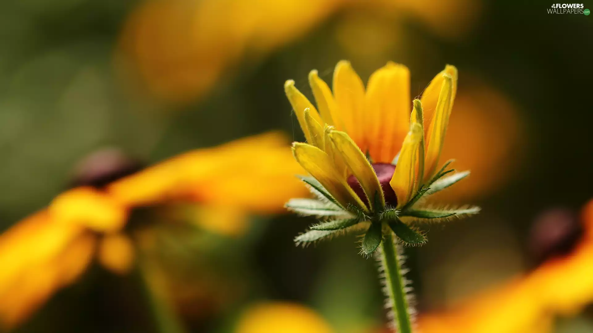 Rudbeckia, Yellow, Colourfull Flowers, bud