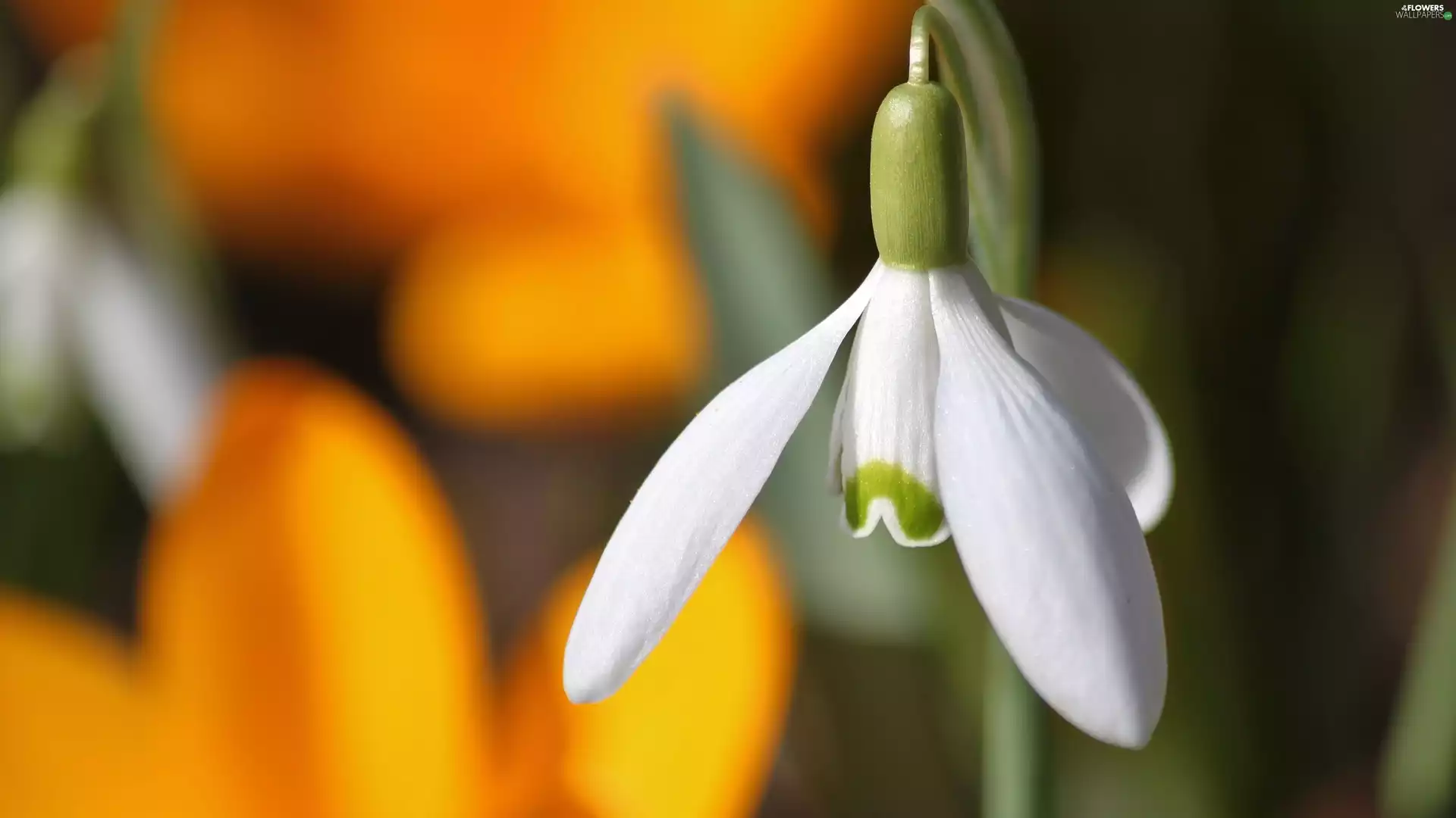Colourfull Flowers, Snowdrop