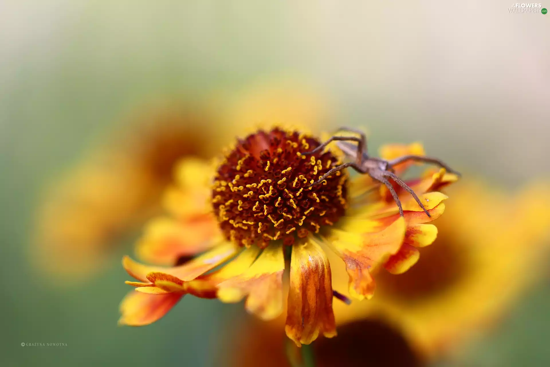 Spider, Helenium, Colourfull Flowers