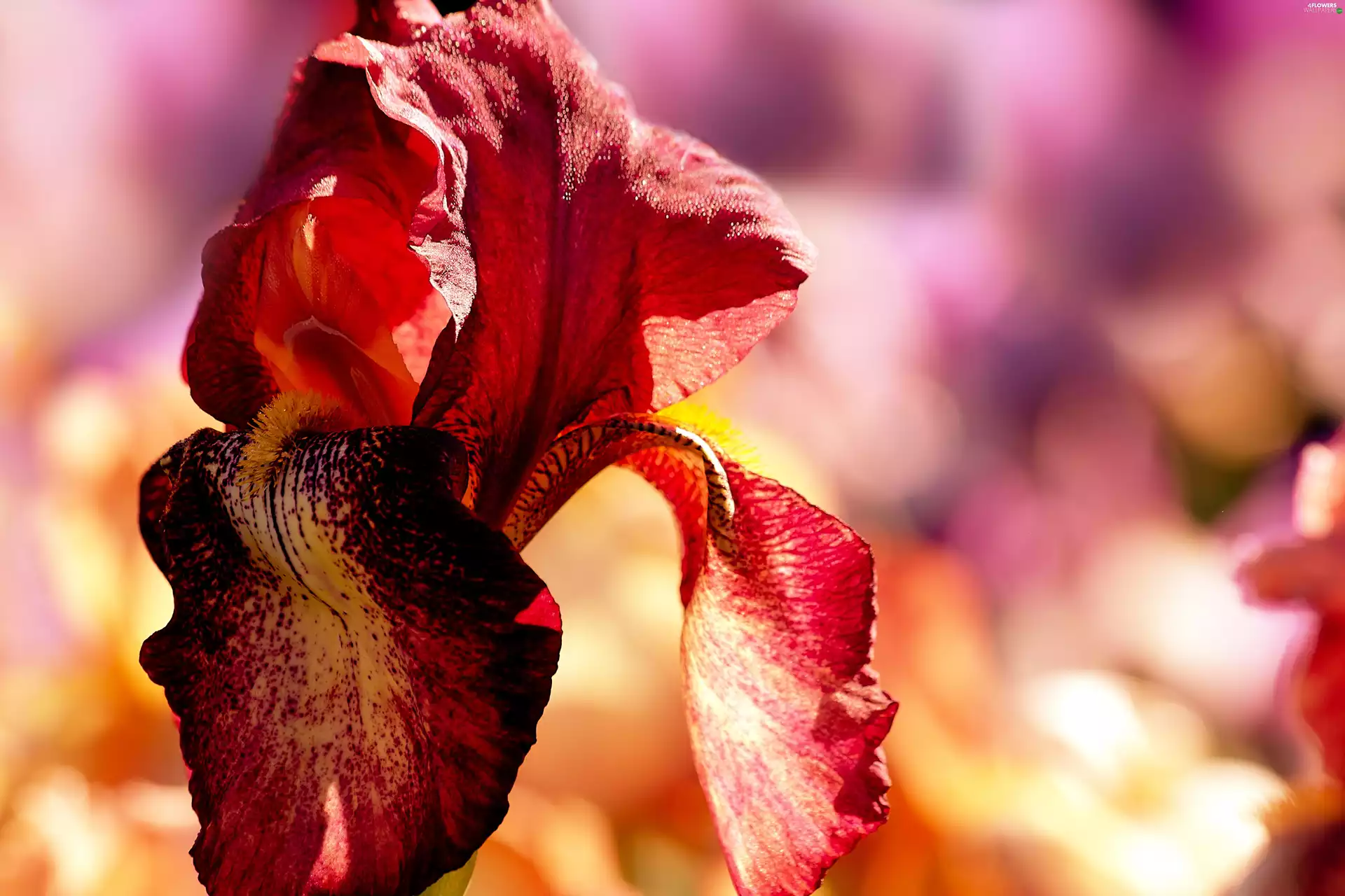 summer, iris, Colourfull Flowers