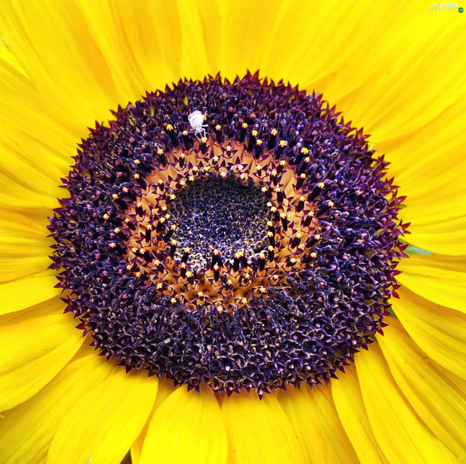 Colourfull Flowers, sunflower