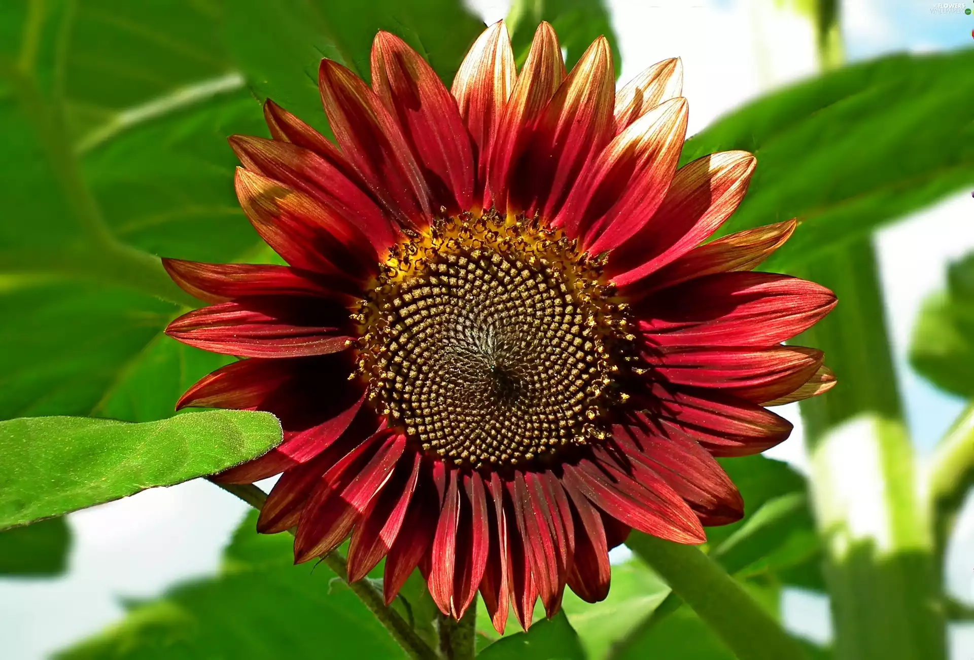 Colourfull Flowers, Sunflower