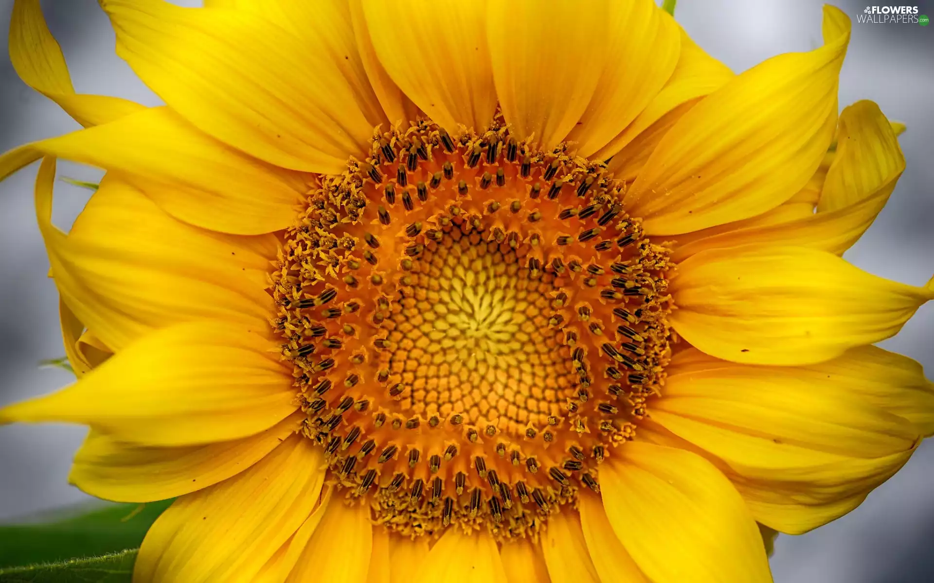 Colourfull Flowers, sunflower