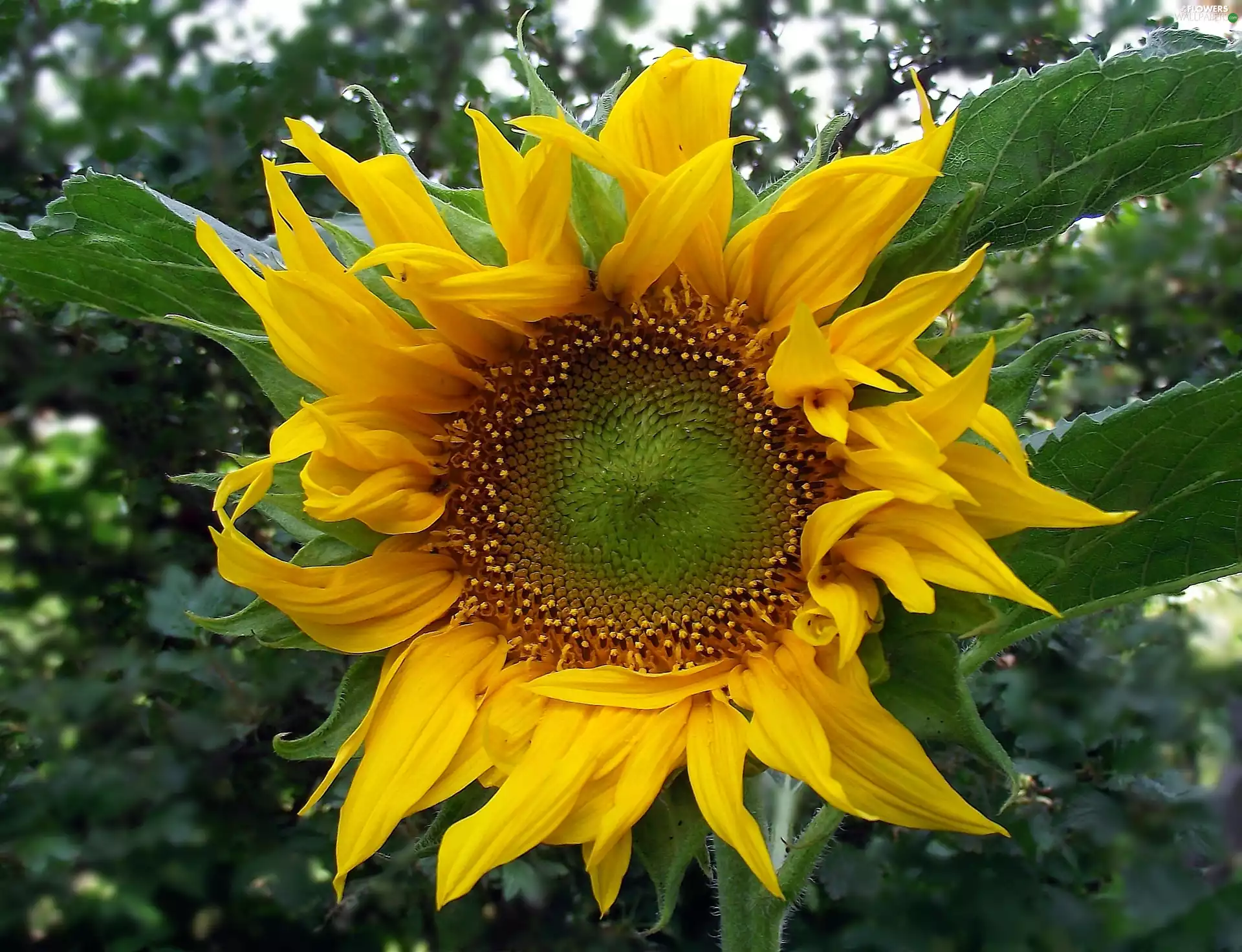 Colourfull Flowers, Sunflower