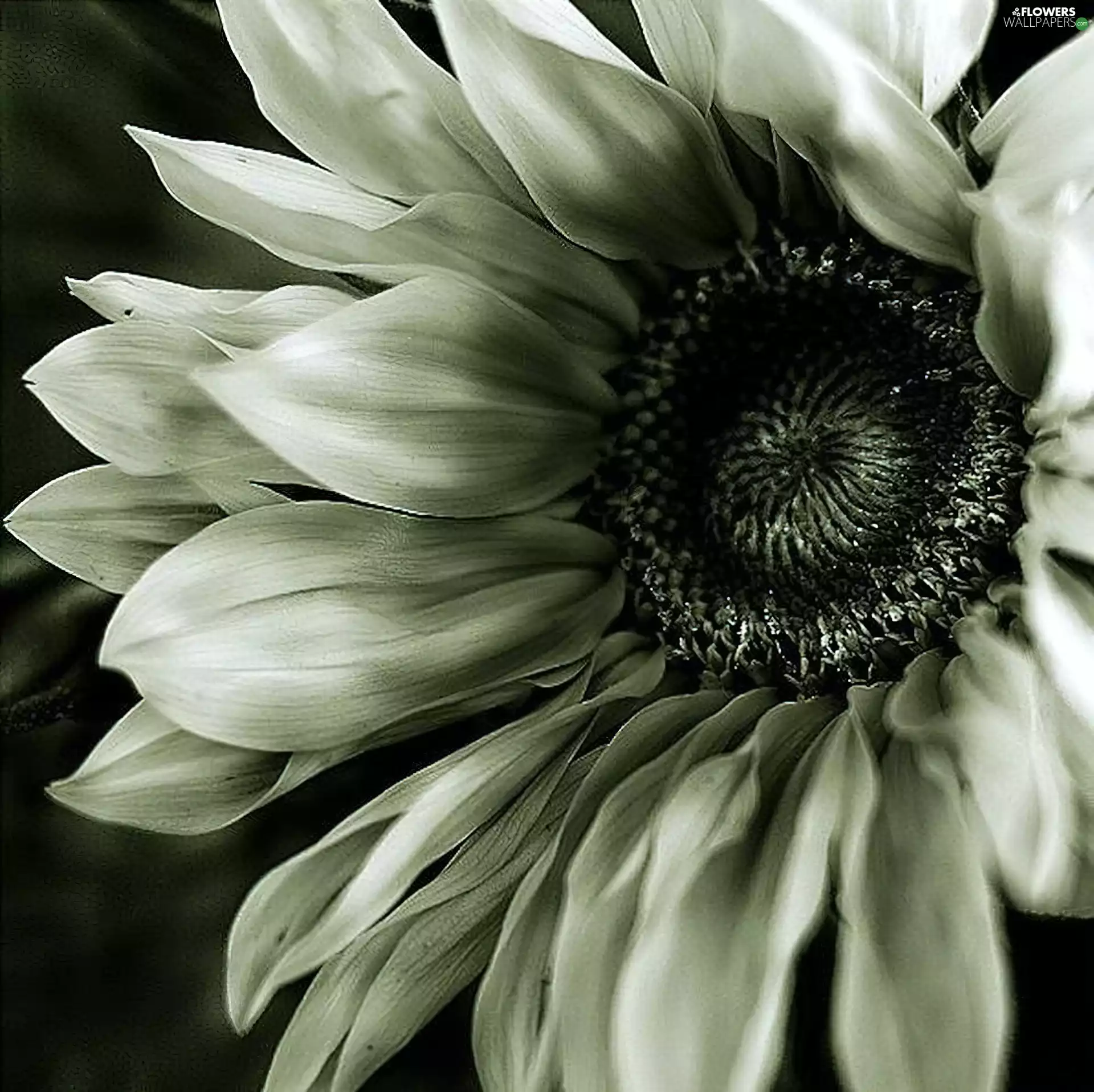 Colourfull Flowers, sunflower