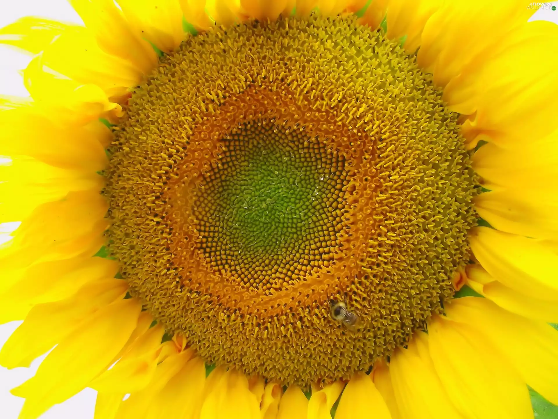 Colourfull Flowers, Sunflower