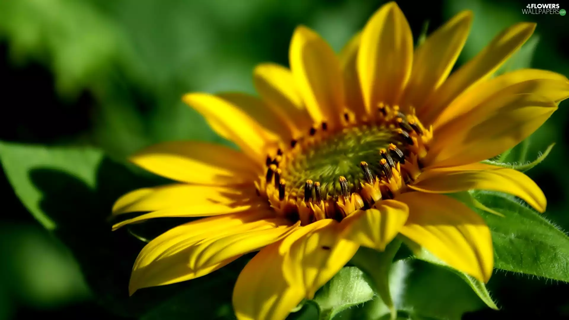 Colourfull Flowers, sunflower