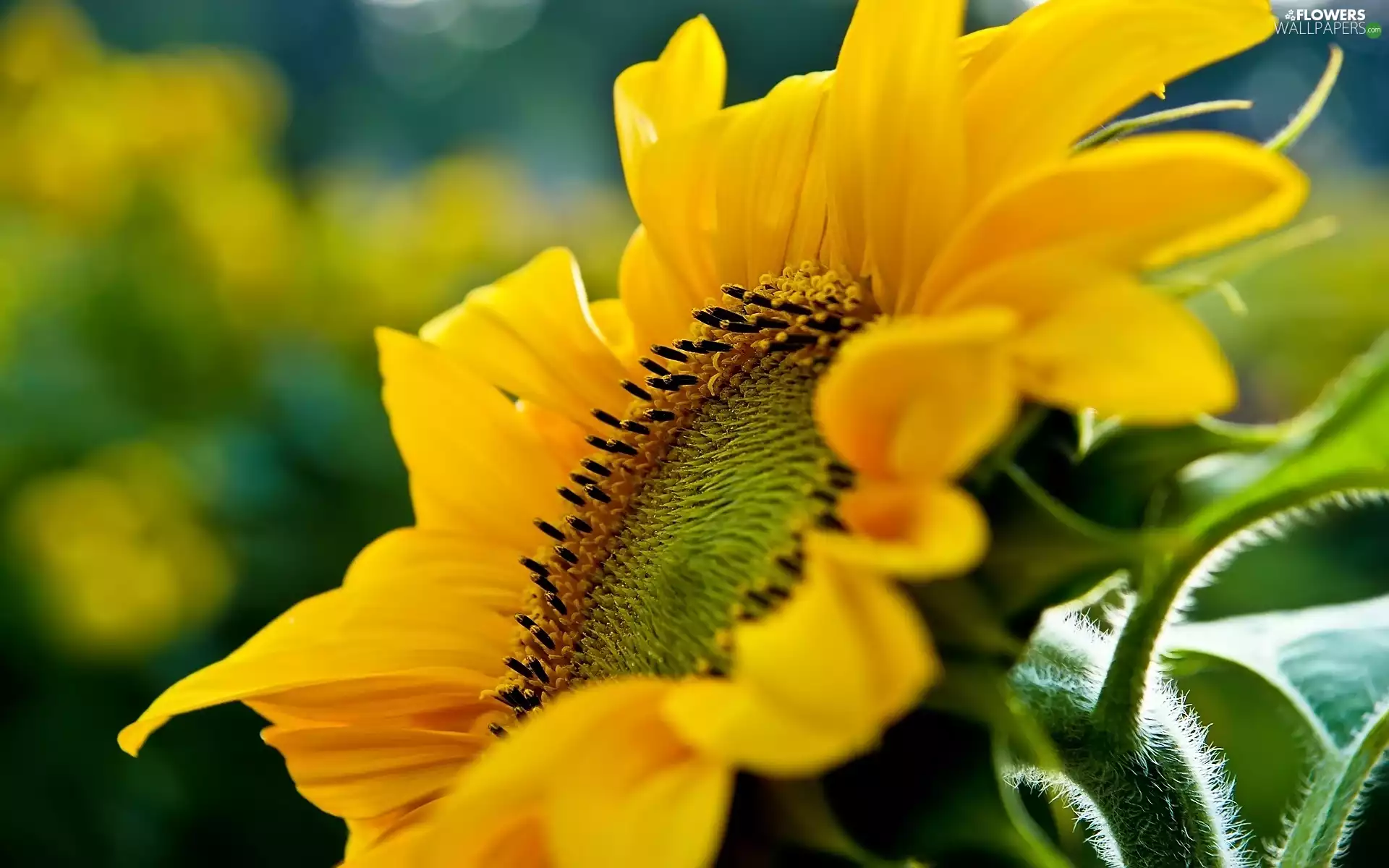 Colourfull Flowers, Sunflower
