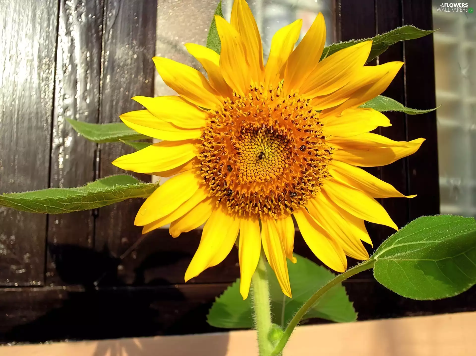 Colourfull Flowers, sunflower