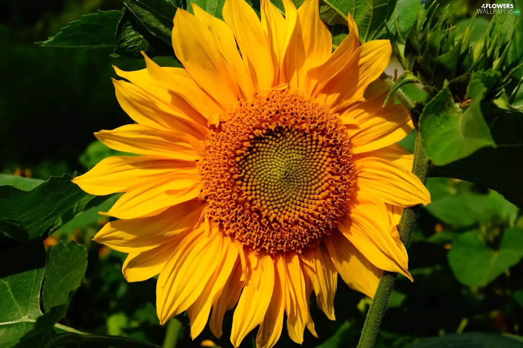 Colourfull Flowers, sunflower