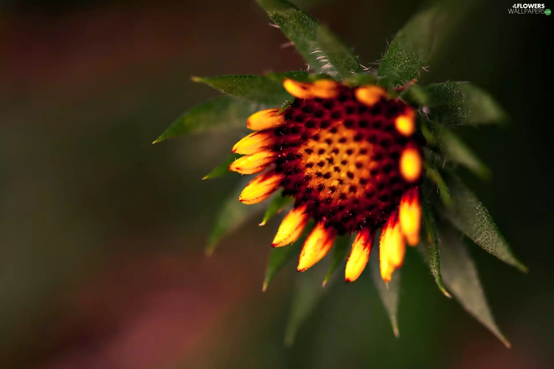 Colourfull Flowers, Sunflower