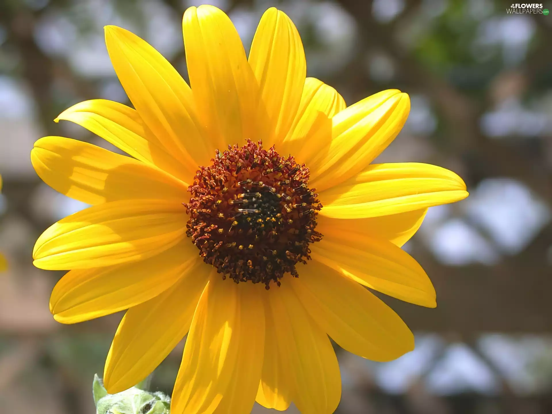 Colourfull Flowers, sunflower
