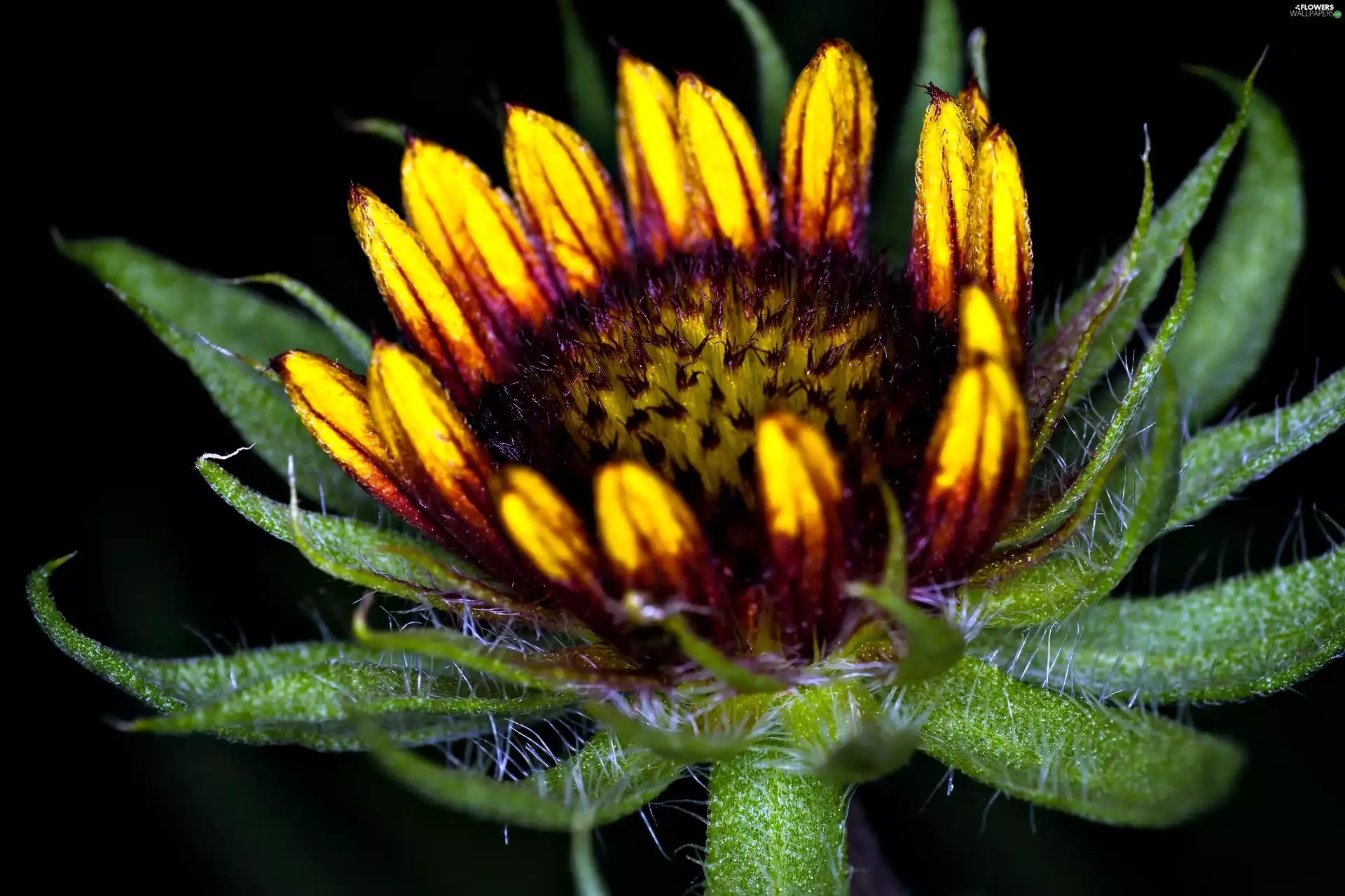 Sunflower decorative, Colourfull Flowers