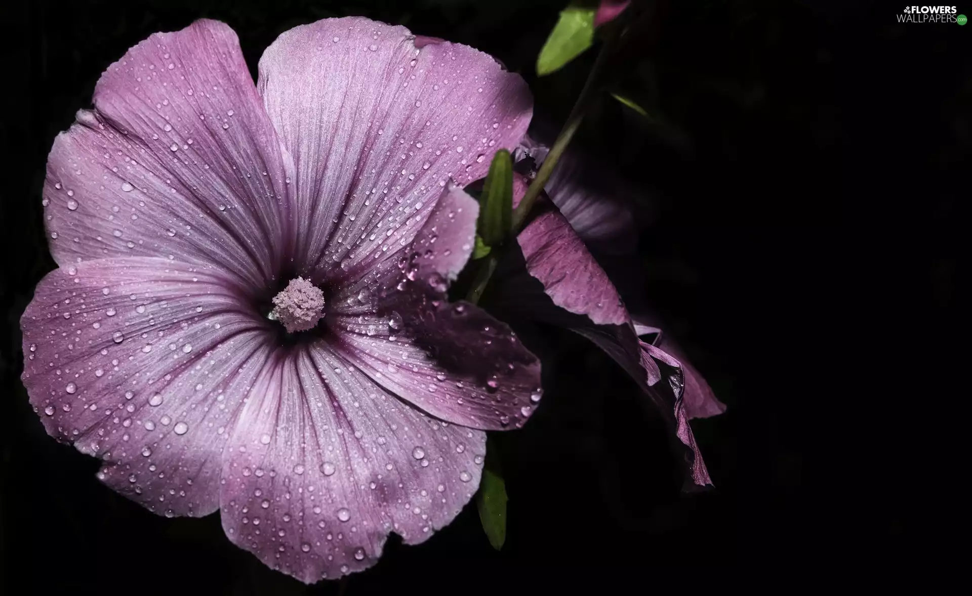 Colourfull Flowers, surfinia