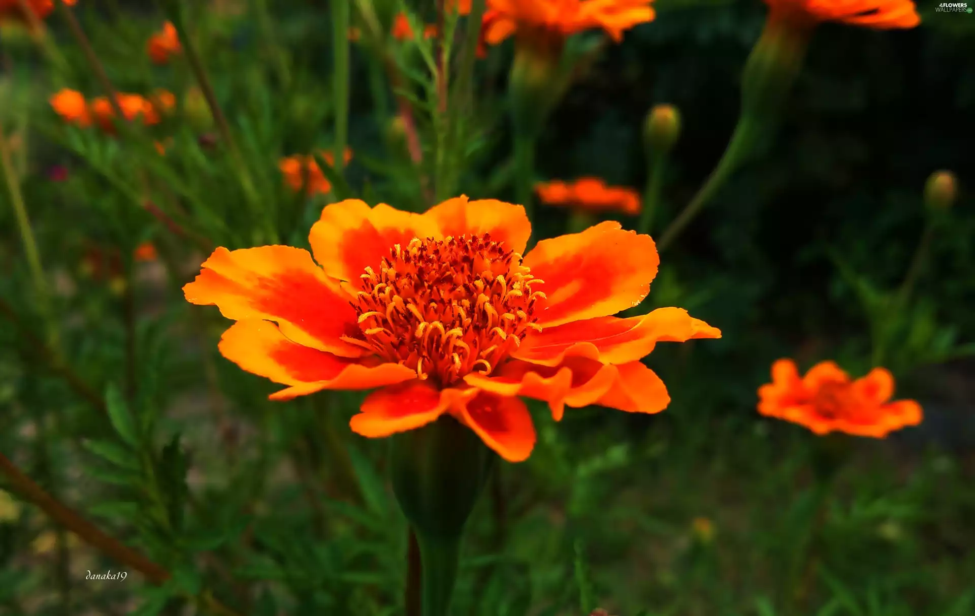 Colourfull Flowers, Tagetes