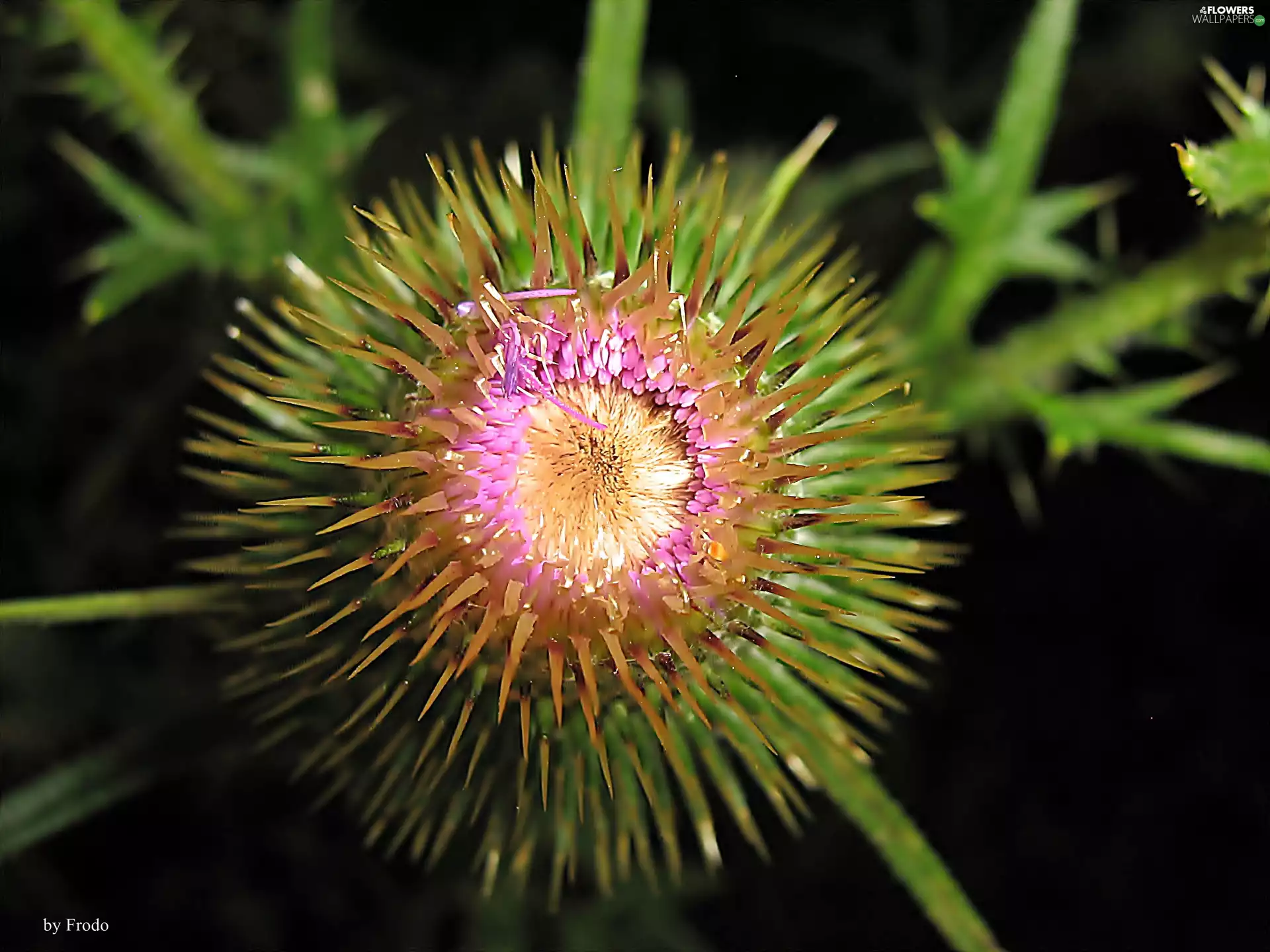 Colourfull Flowers, teasel