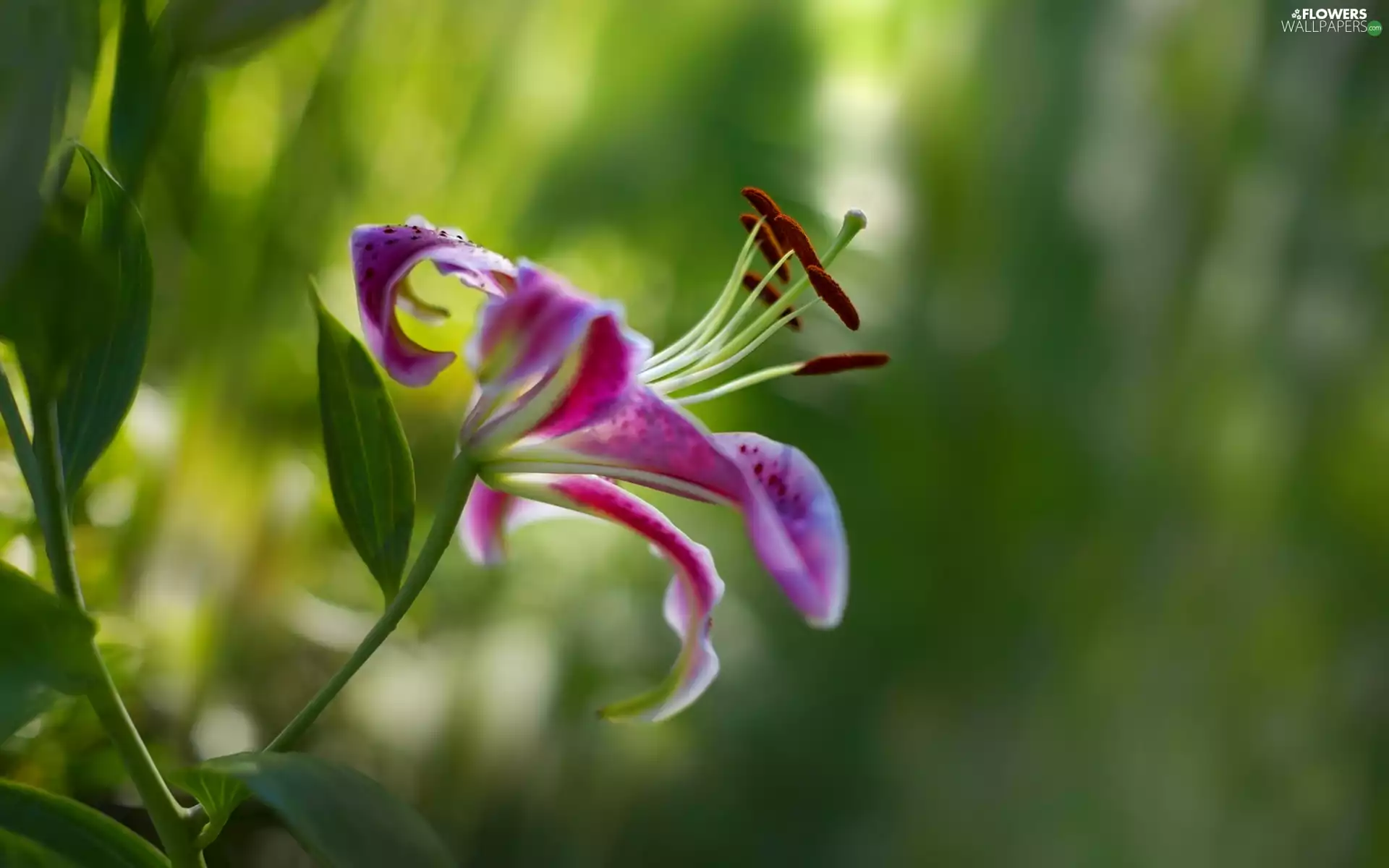 Tiger Lily, Colourfull Flowers