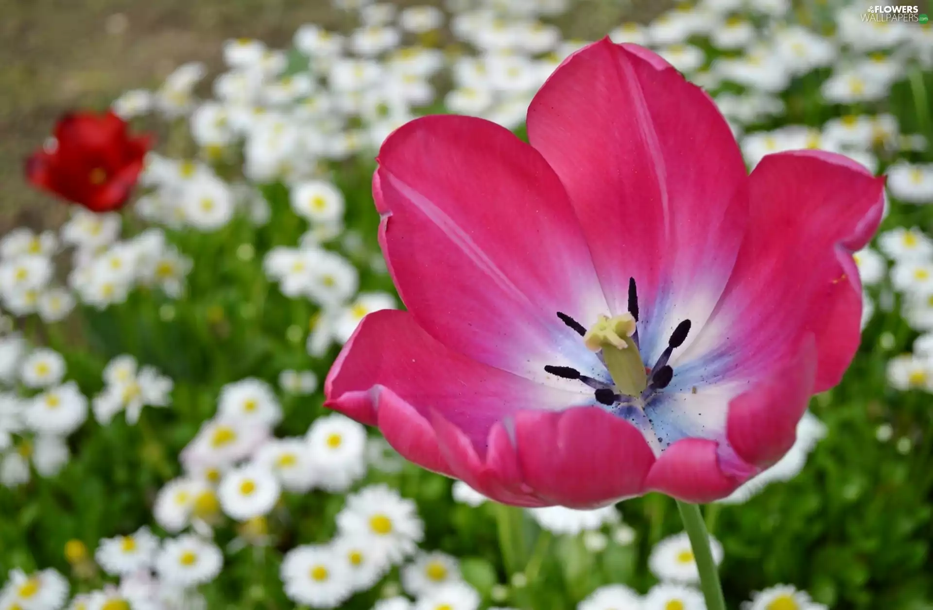Colourfull Flowers, tulip