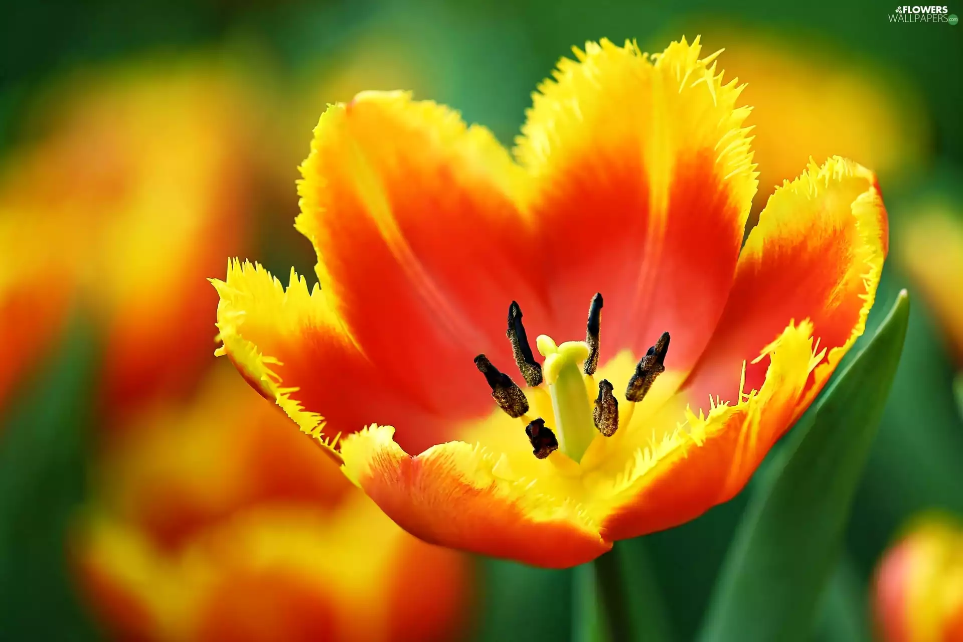 Colourfull Flowers, tulip