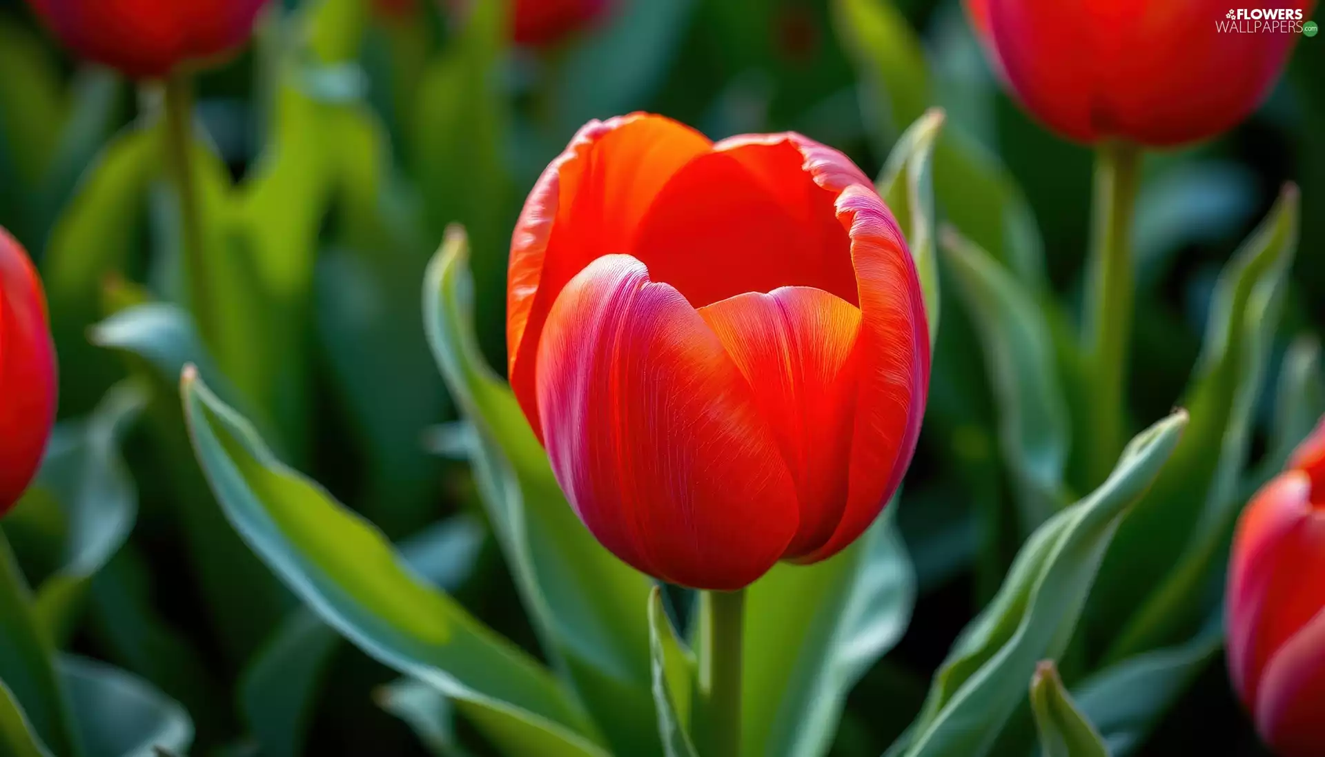 leaves, rapprochement, Red, Colourfull Flowers, tulip