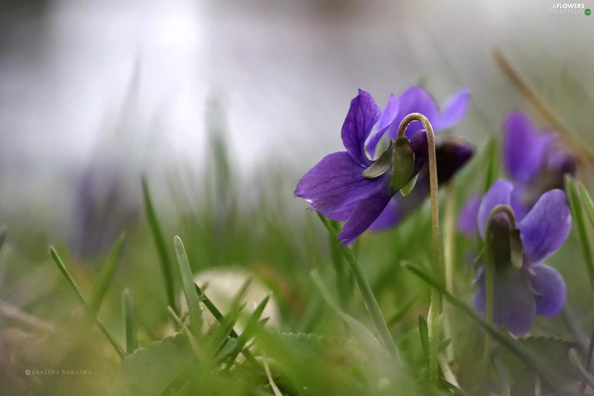 Viola odorata, Colourfull Flowers