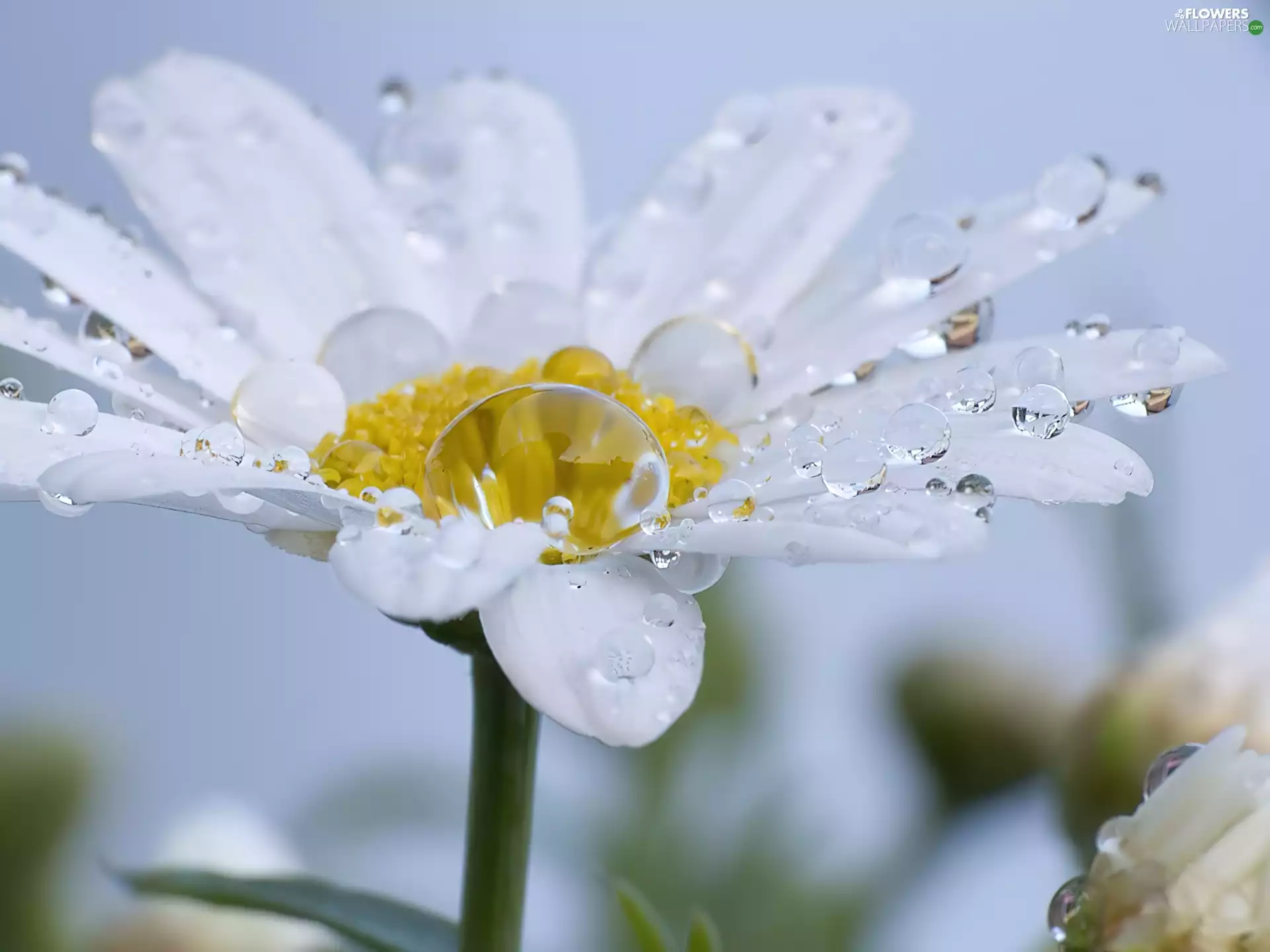 Colourfull Flowers, water