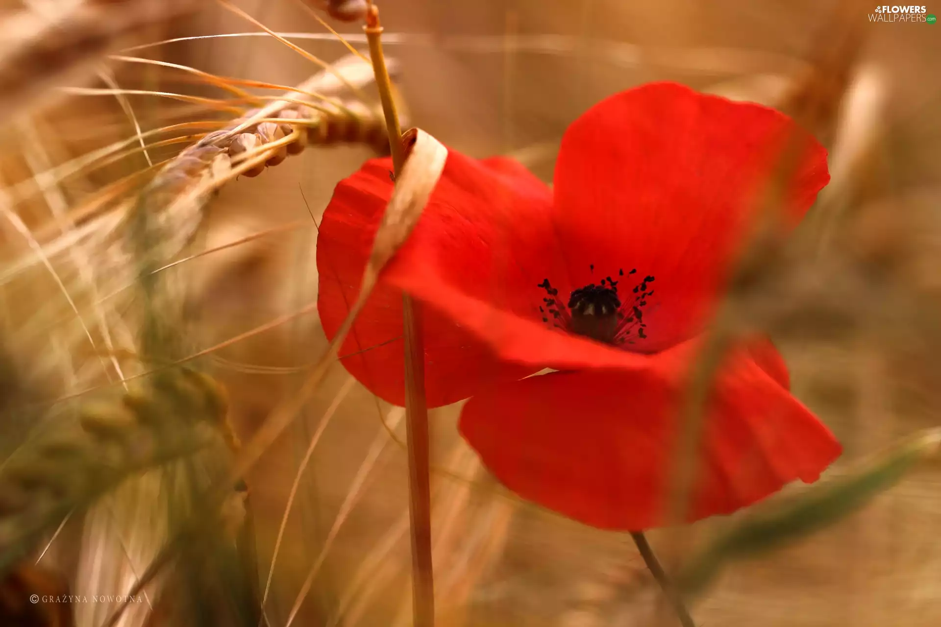 red weed, Red, Colourfull Flowers, corn