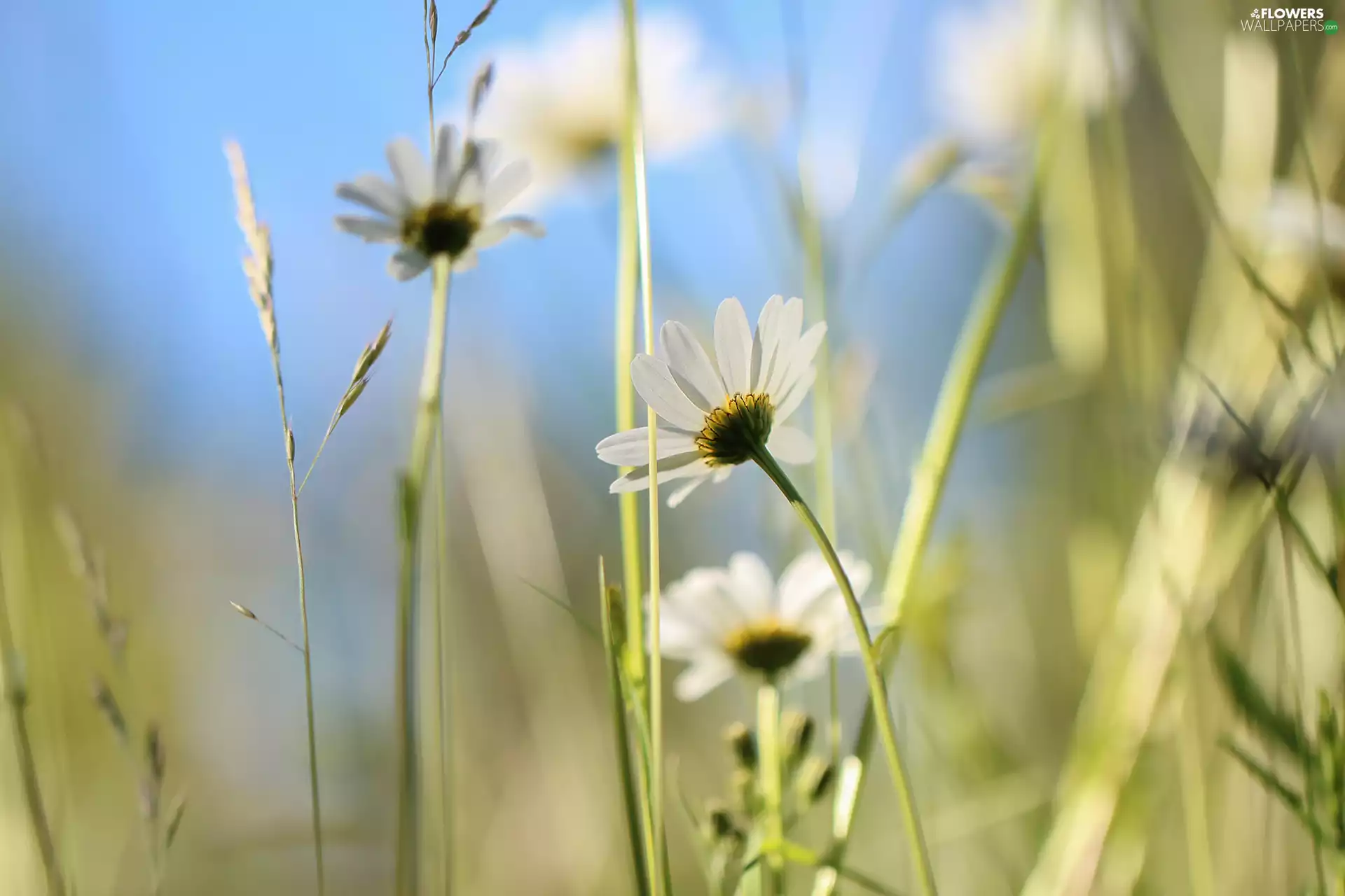 blades, grass, Daisy, Colourfull Flowers, White