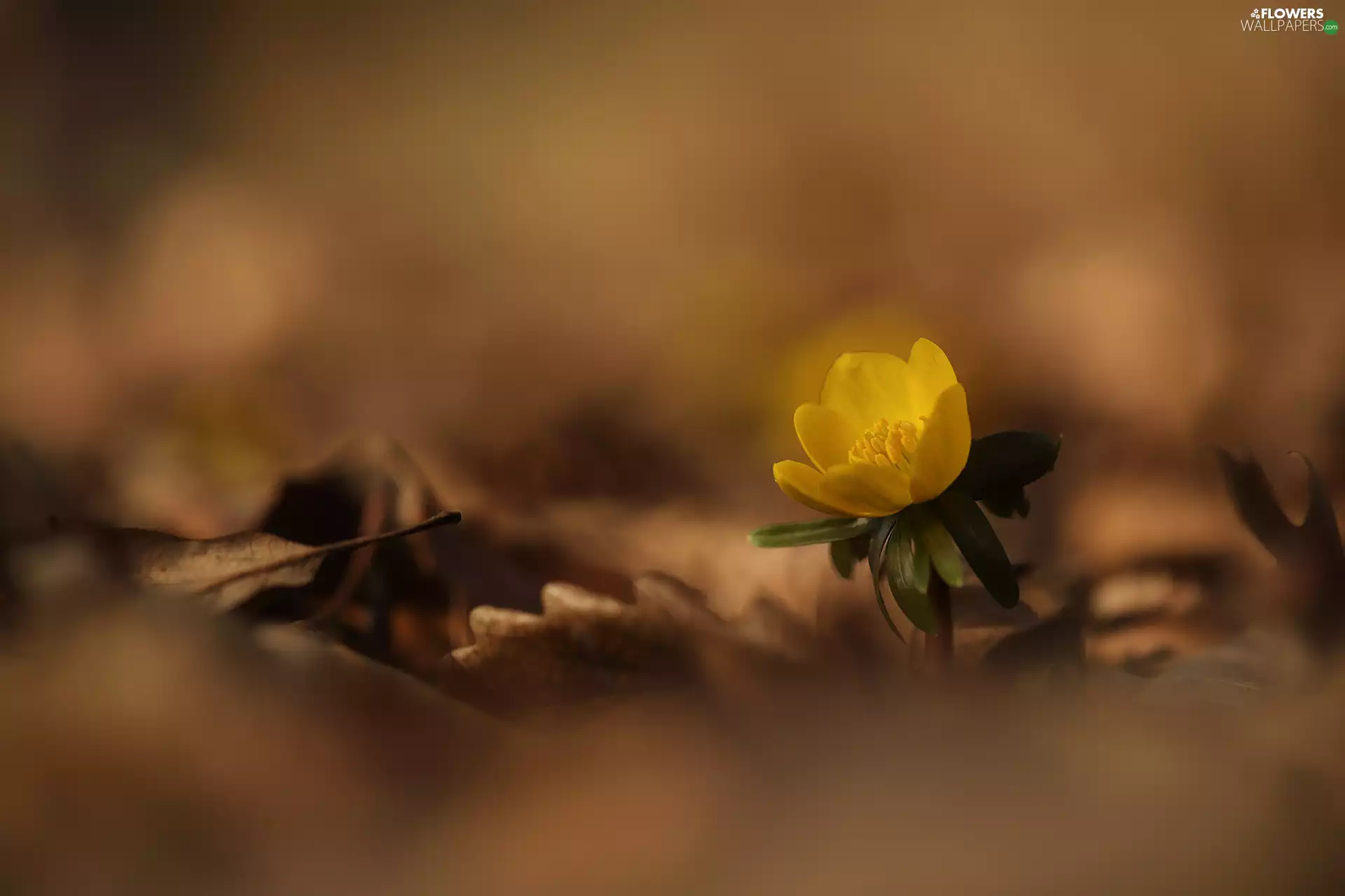 dry, Leaf, Eranthis, Colourfull Flowers, Yellow