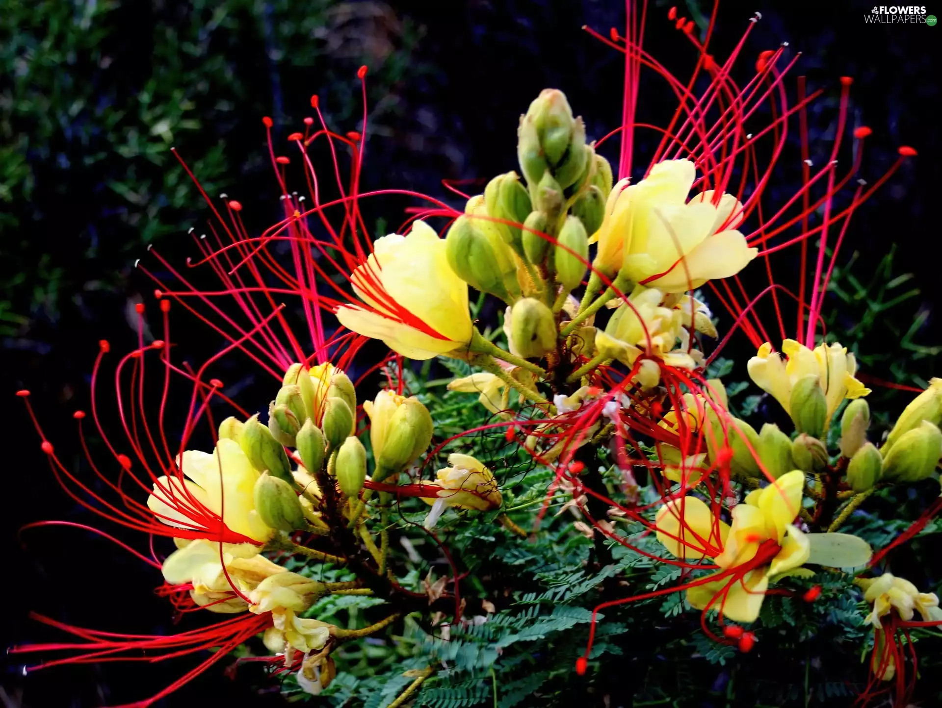 Colourfull Flowers, Yellow