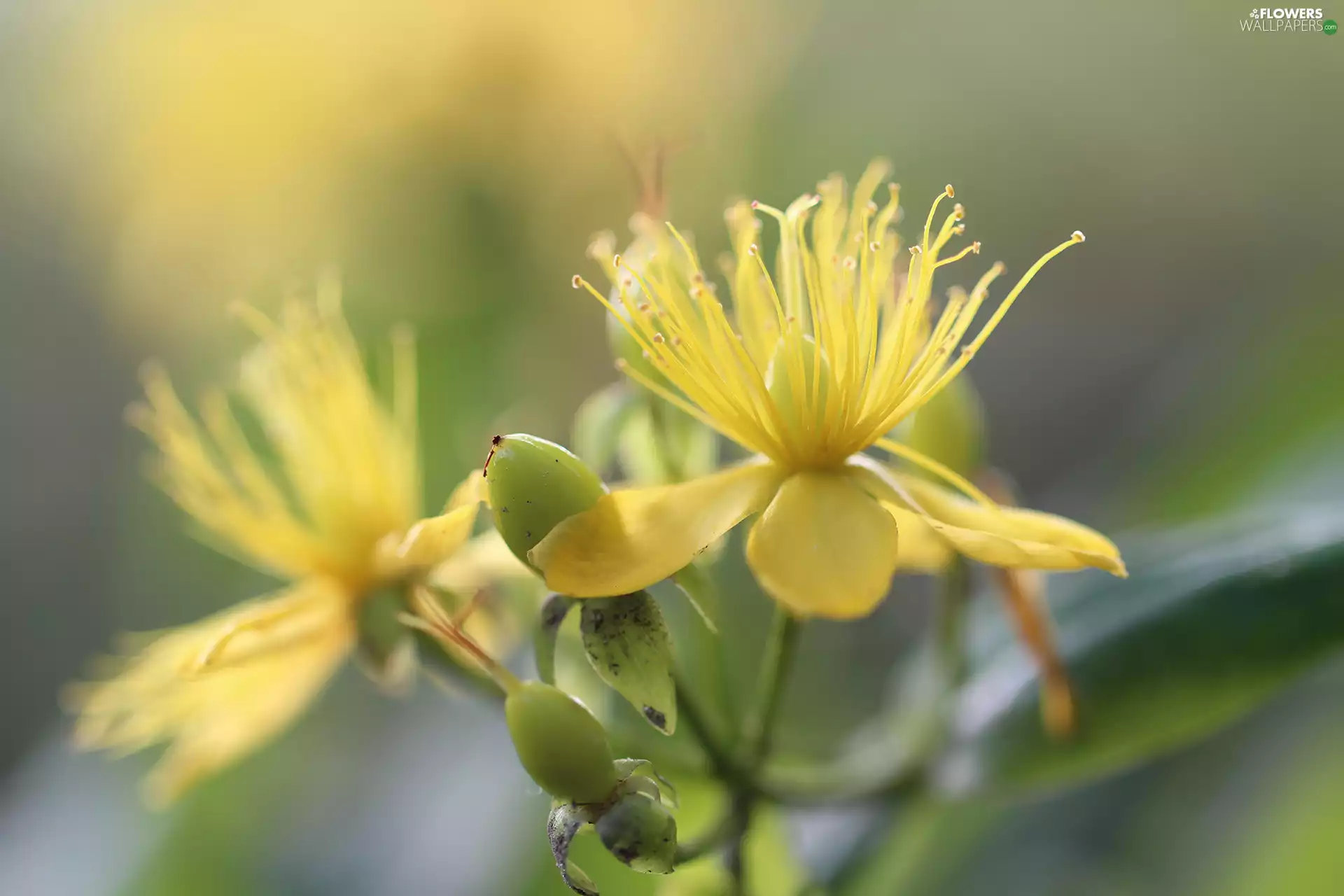 Yellow, Colourfull Flowers, St. John