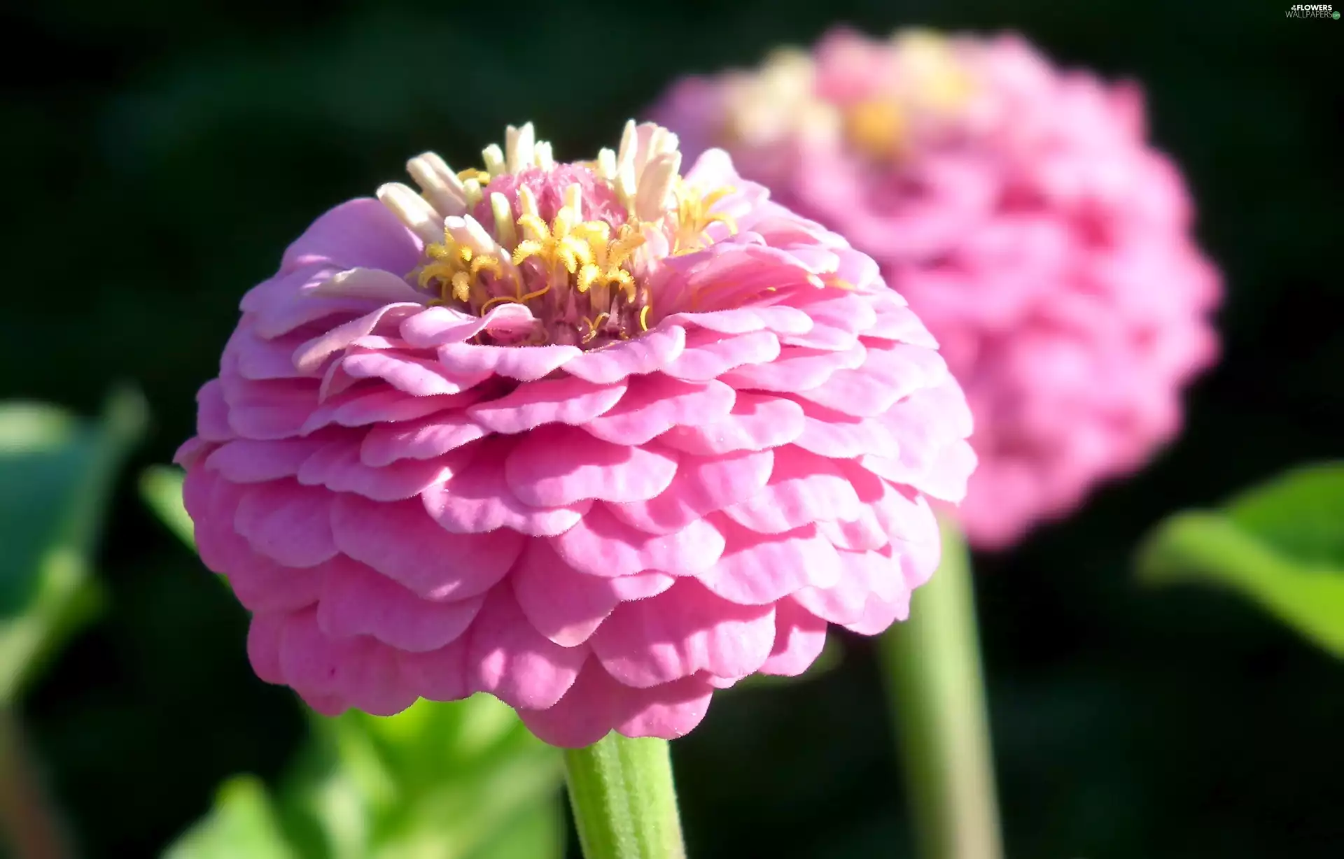 Colourfull Flowers, zinnia