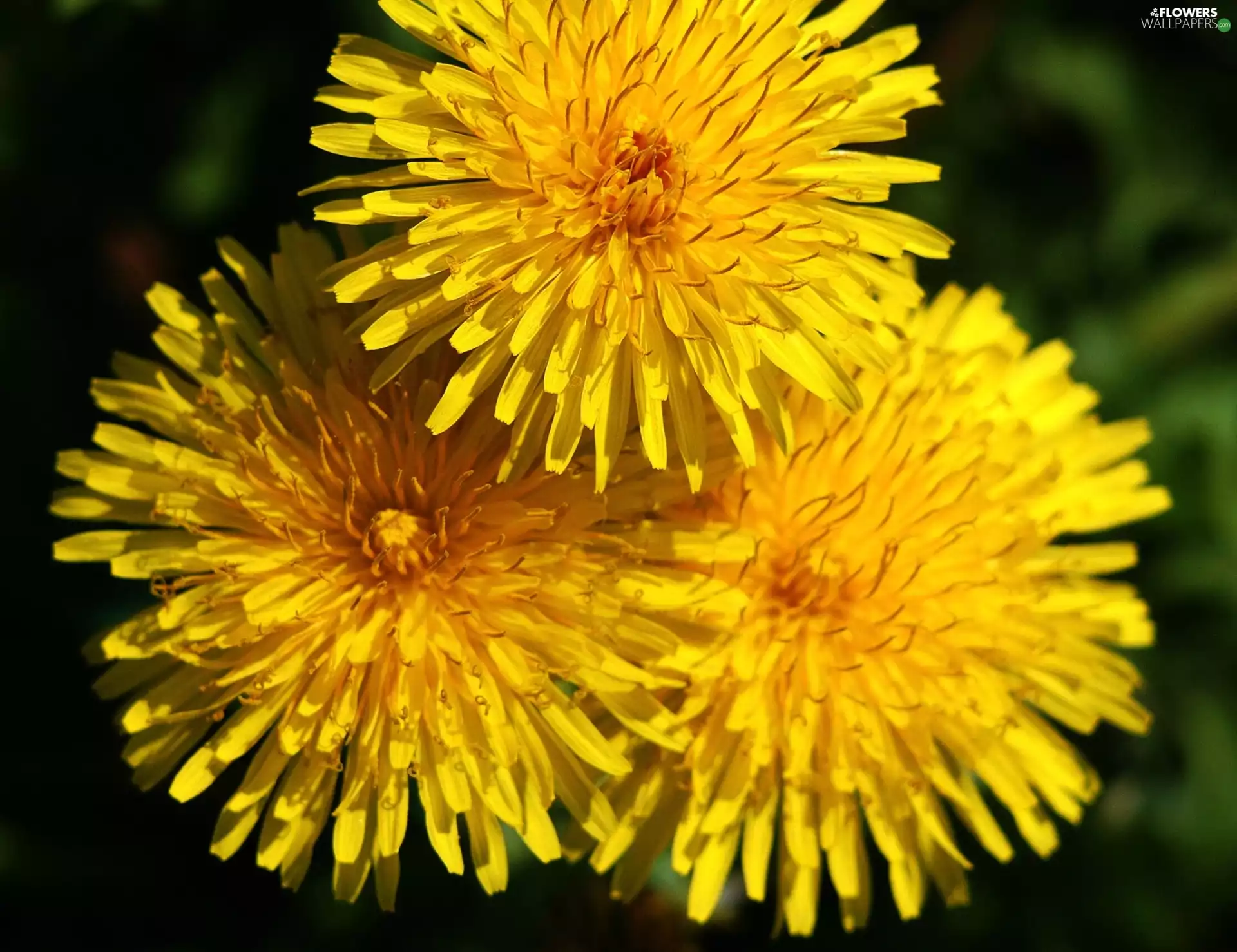 coltsfoot, Flowers