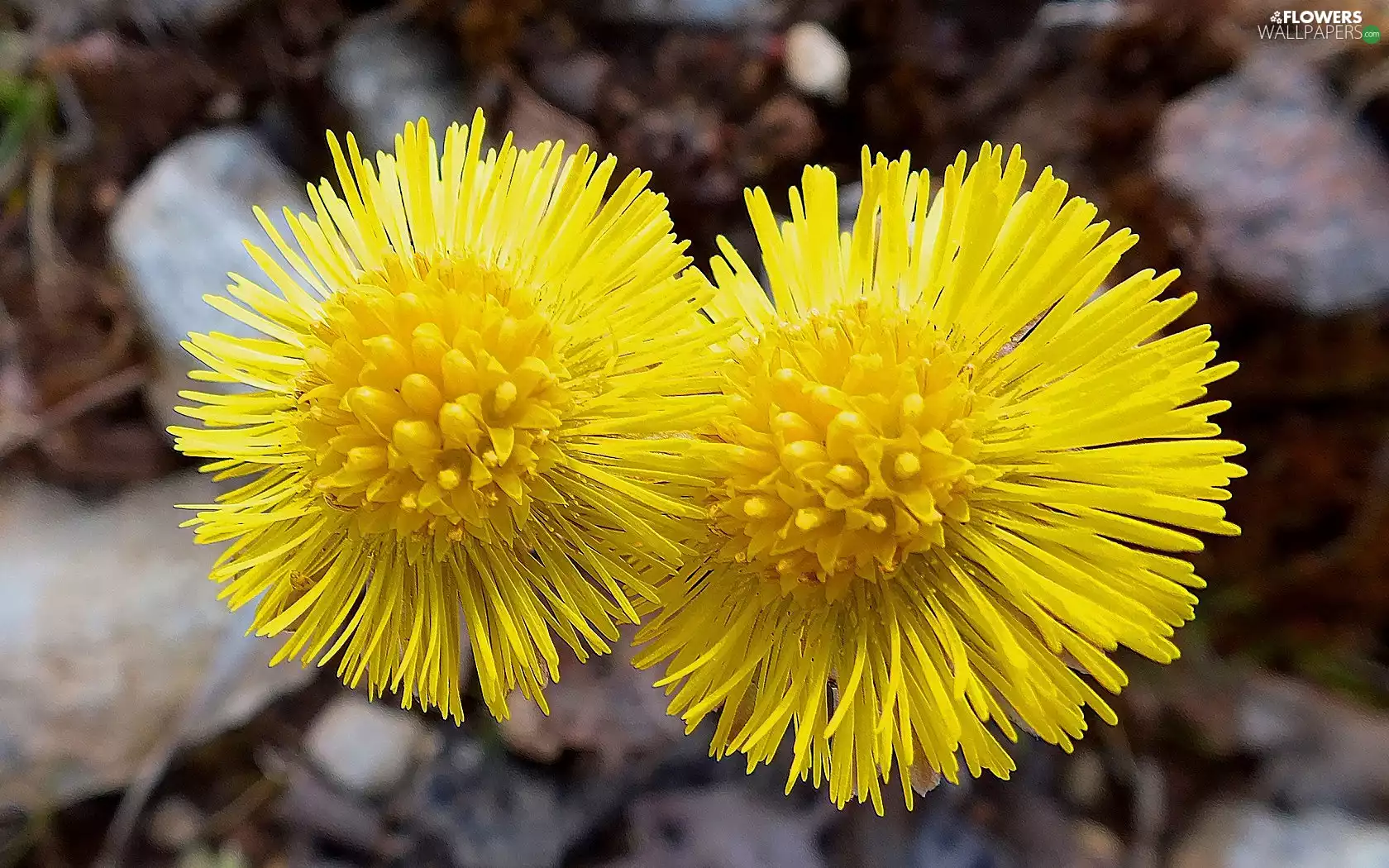 coltsfoot, Flowers