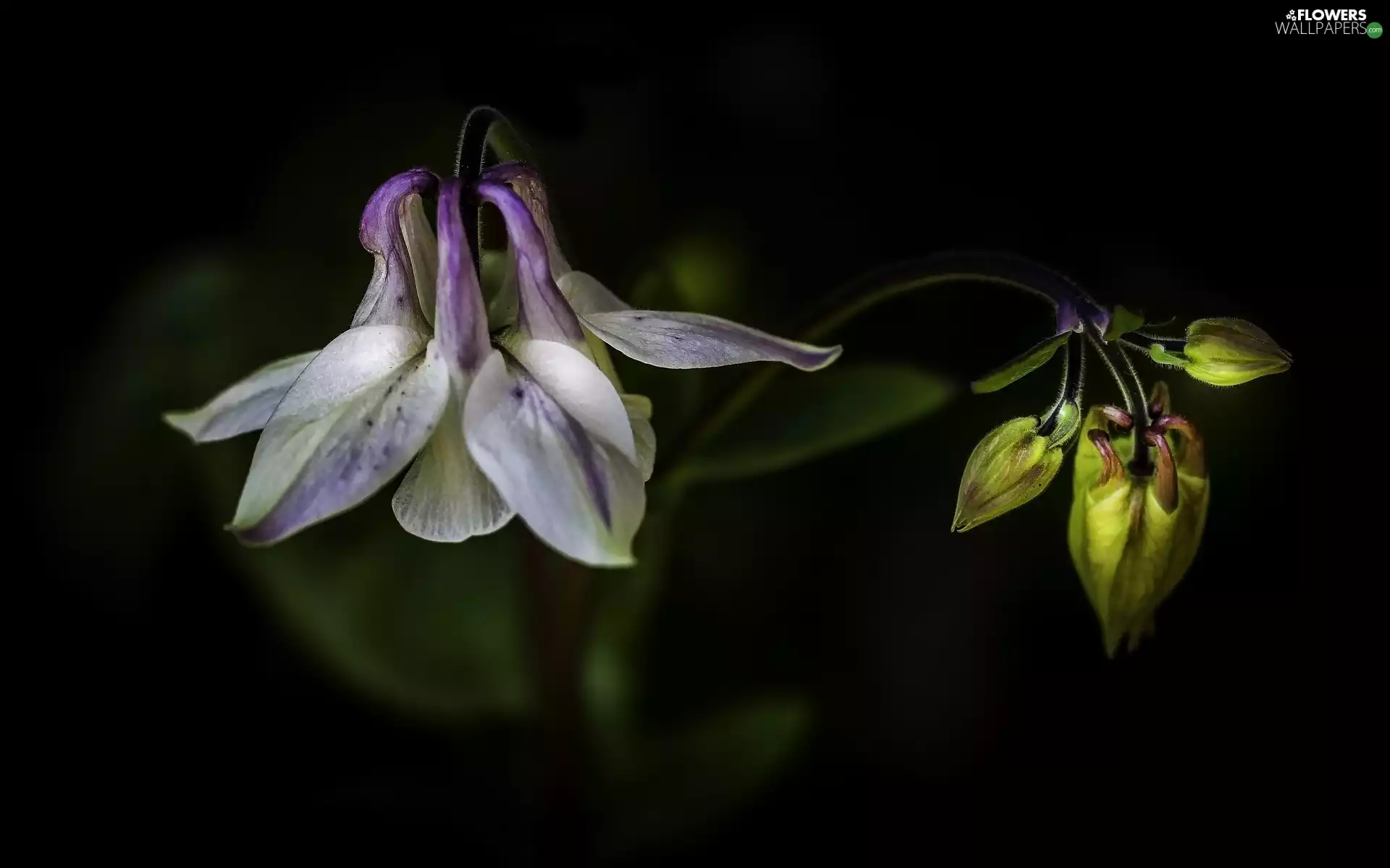 Dark Background, Flowers, columbine