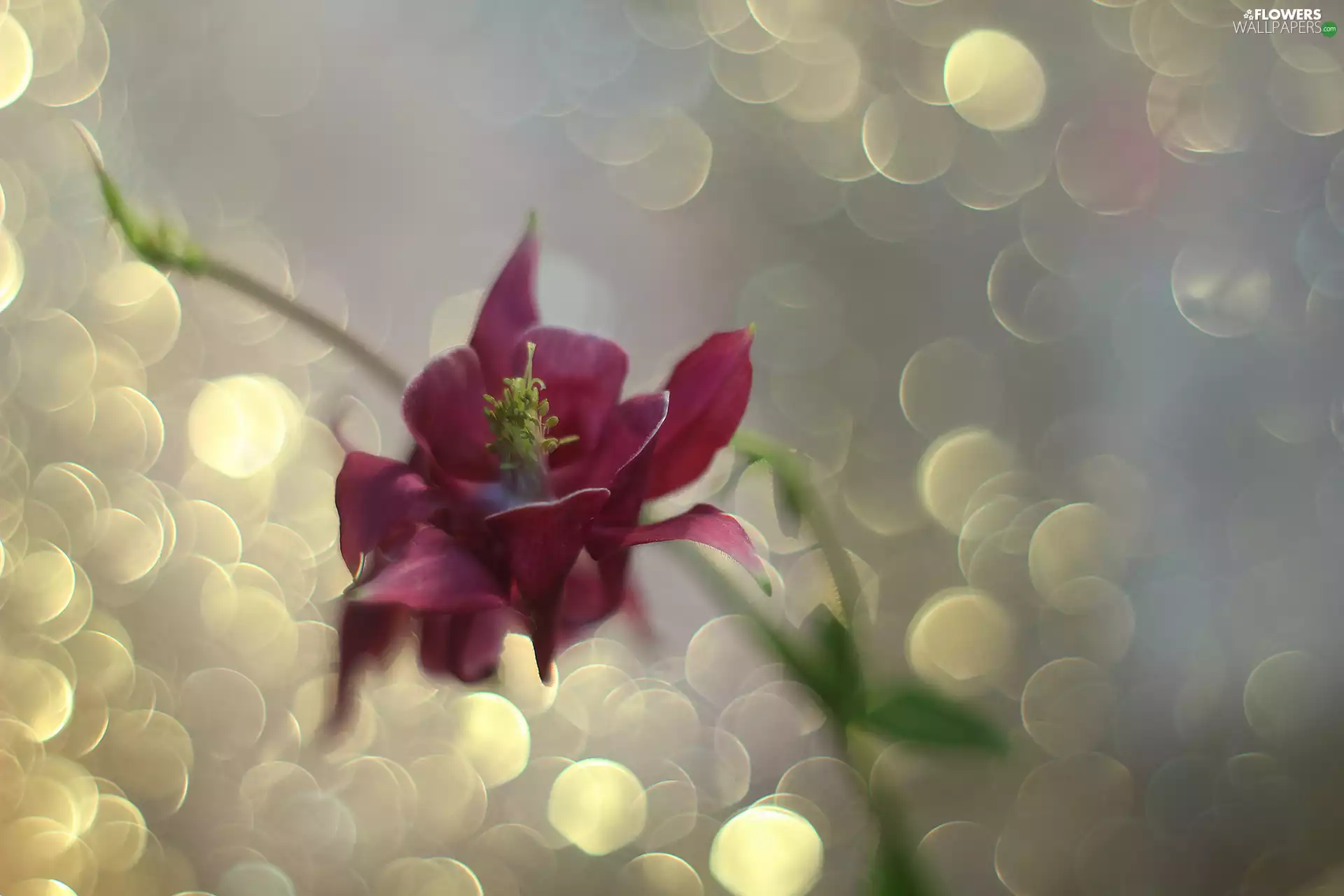 Colourfull Flowers, claret, columbine