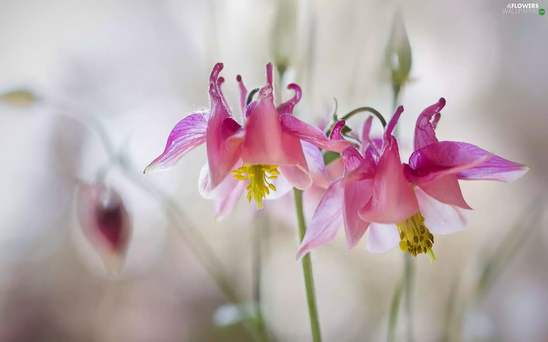 Colourfull Flowers, Pink, columbine